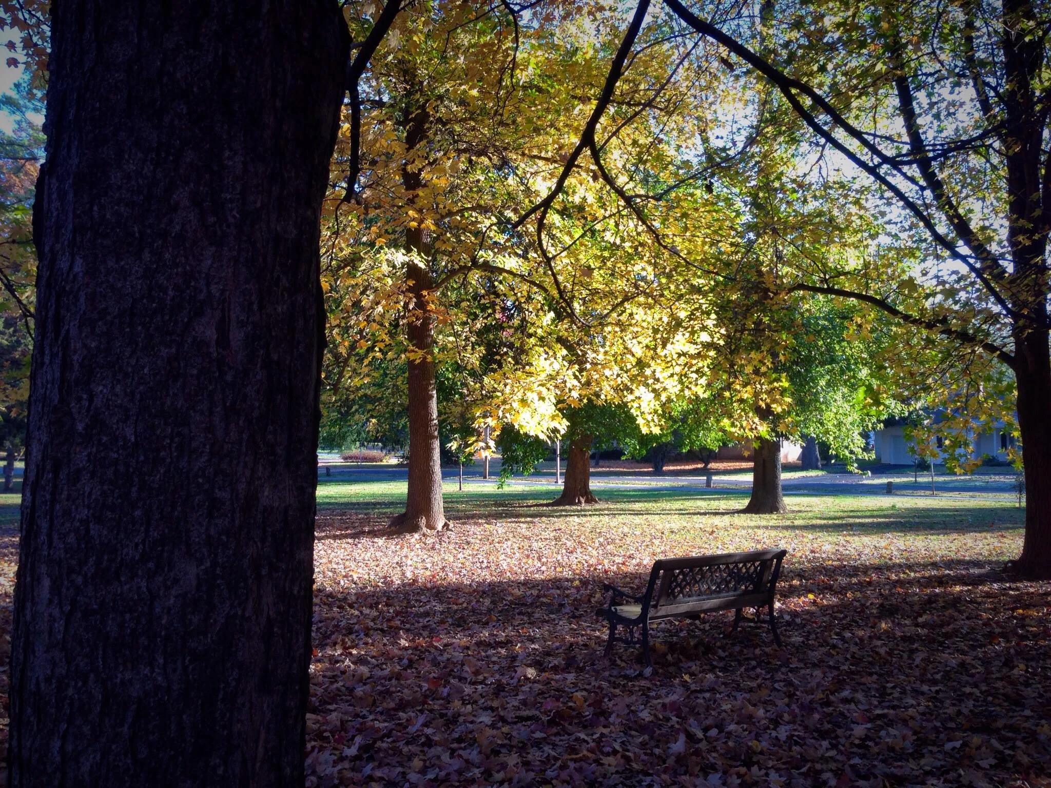 the park bench in Phelps Grove Park.jpg