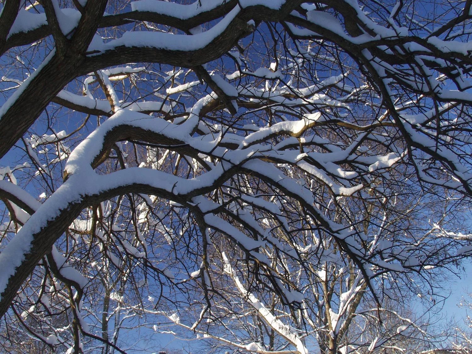 snow-on-trees-2002.jpg