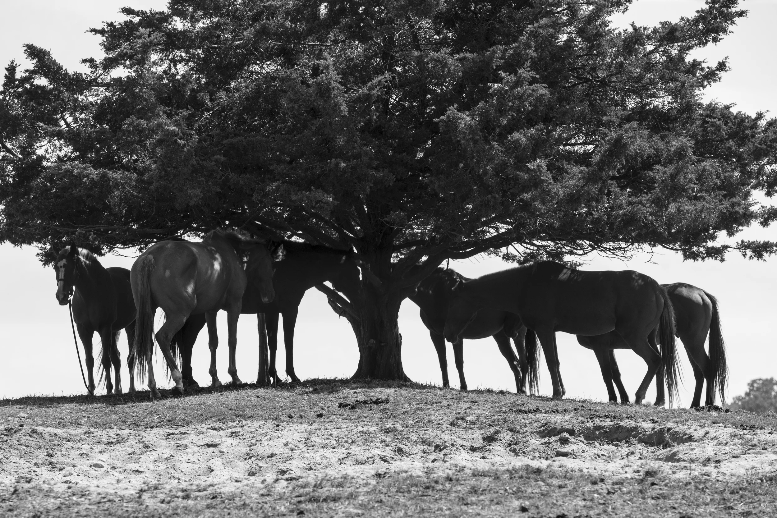 randeedaddona-9580.jpg
