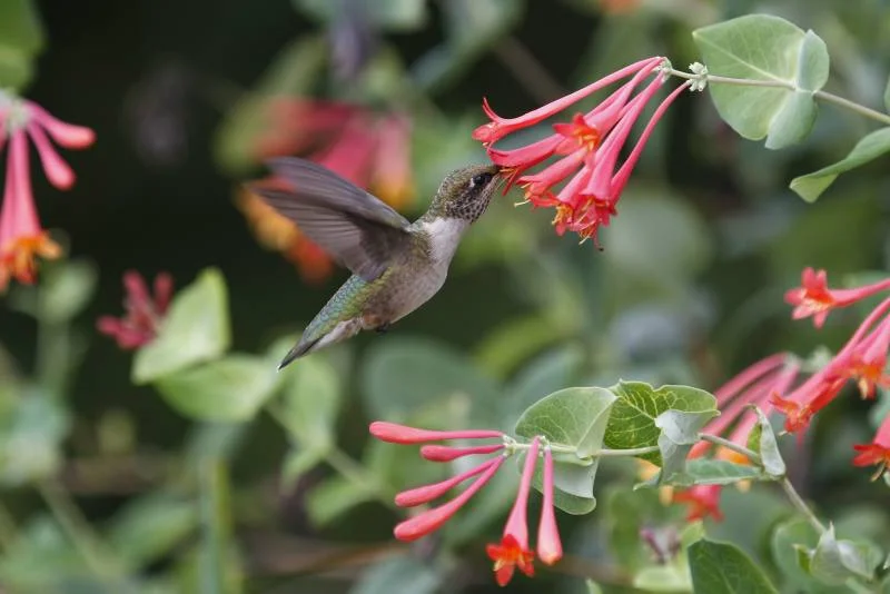 xliCOVhum_hummingbird07.jpg
