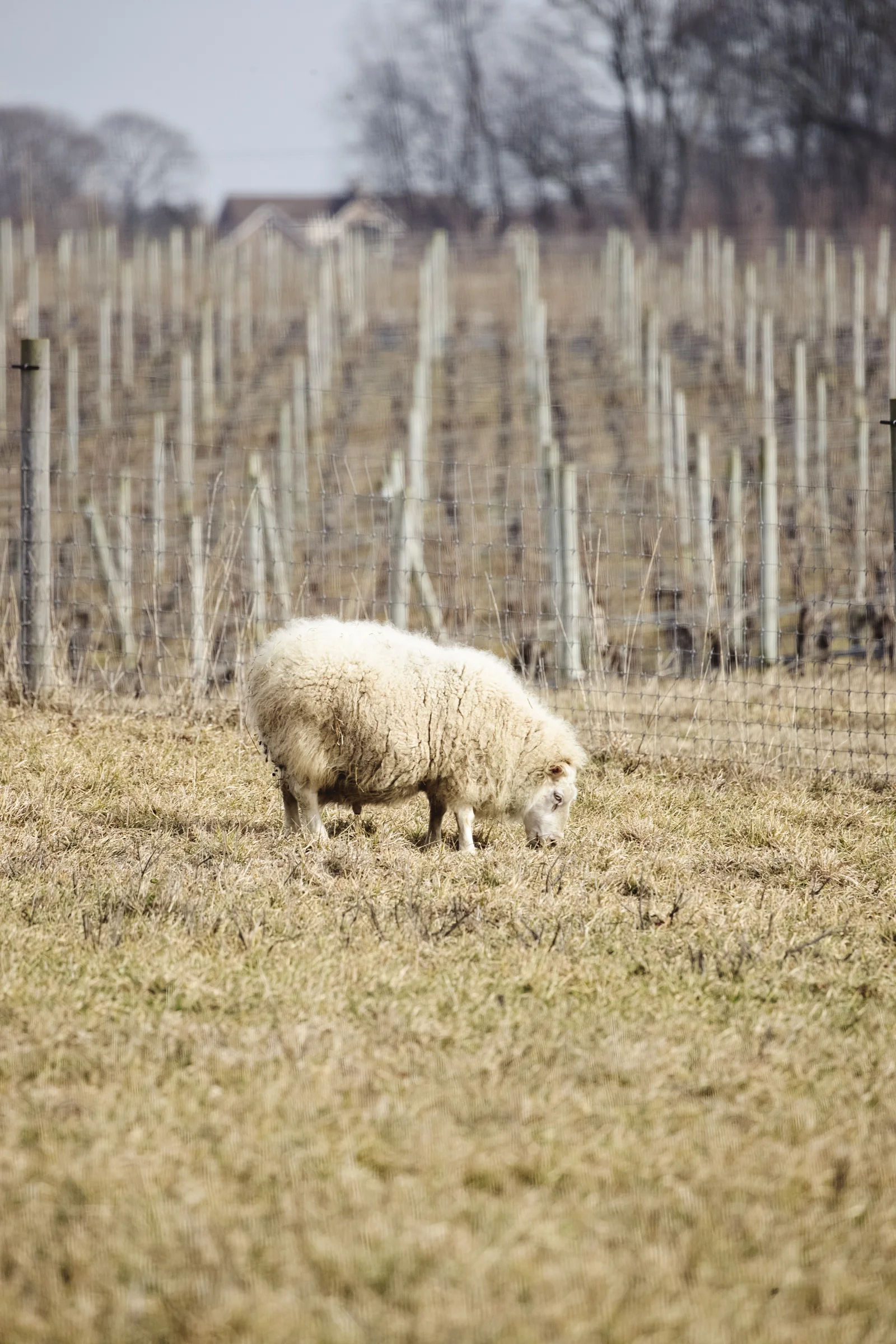 randeedaddona-0296.jpg