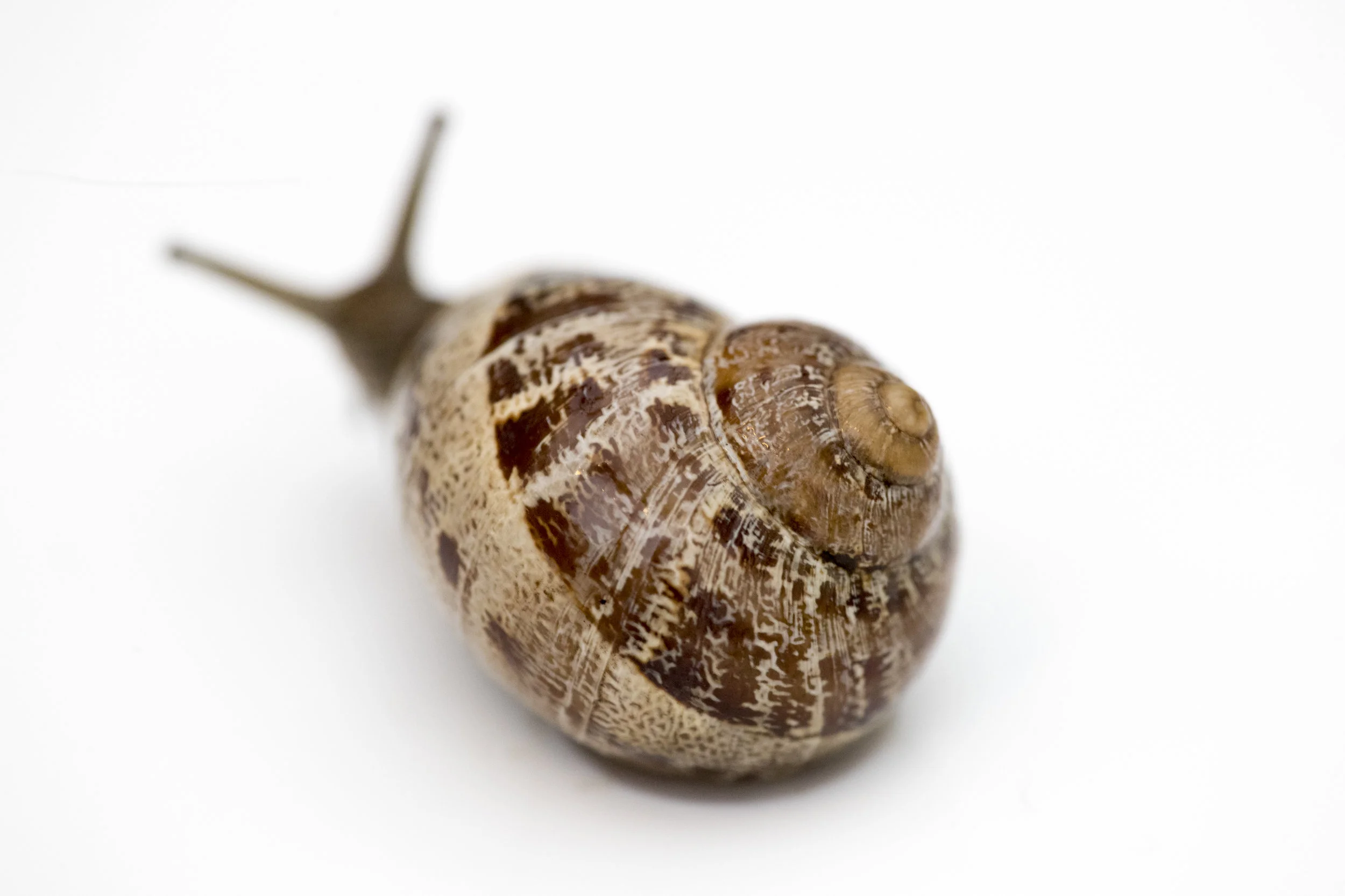 randeedaddona-0508.jpg