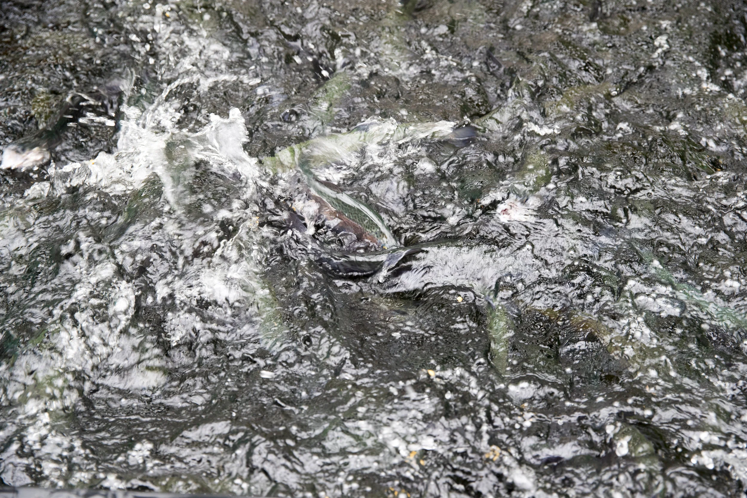 randeedaddona-0285.jpg
