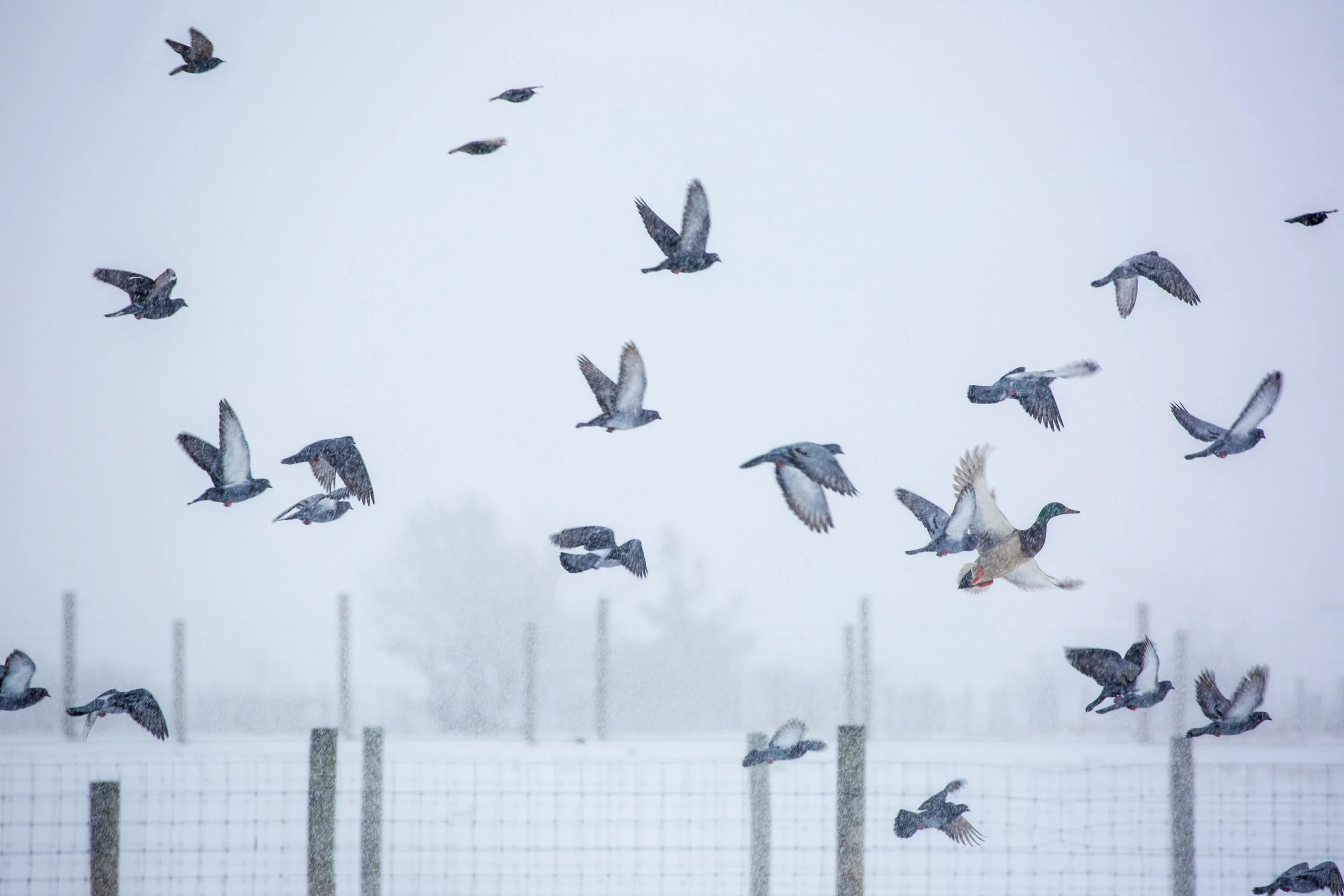 randeedaddona-0126.jpg