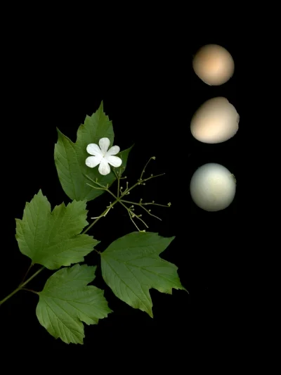 Ephemeral #1