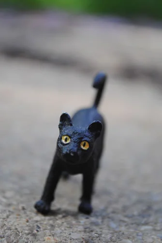 3_blackcat_jpg.jpg
