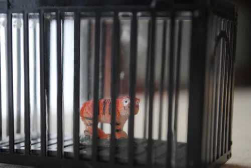 4_tigercage_jpg.jpg