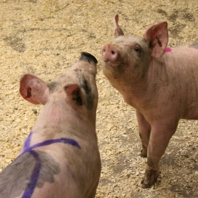 Photo by M. Farish illustrating pigs "sizing each other up"