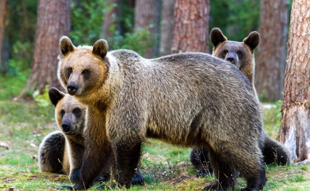 Brown bears