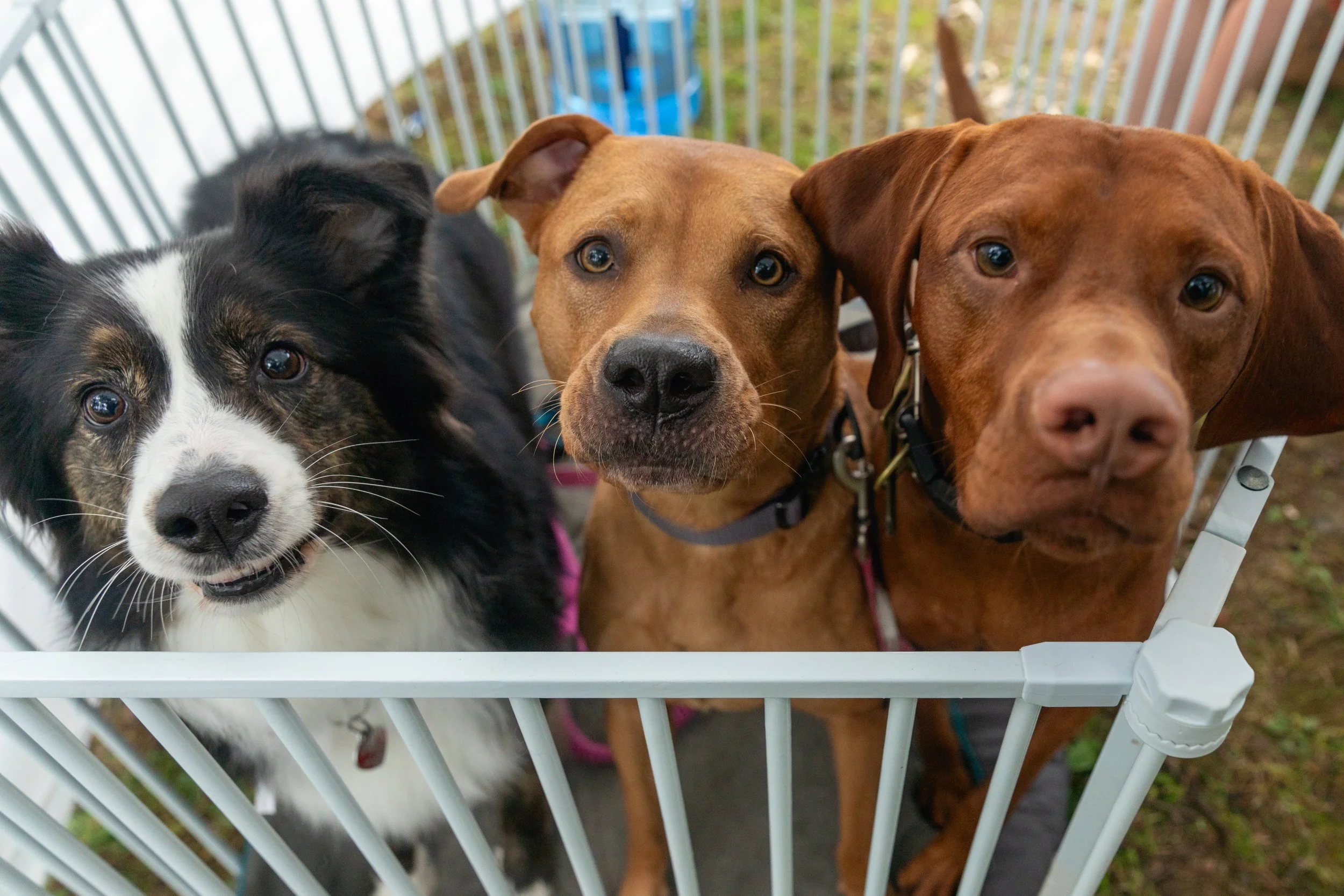Dogs573.jpg