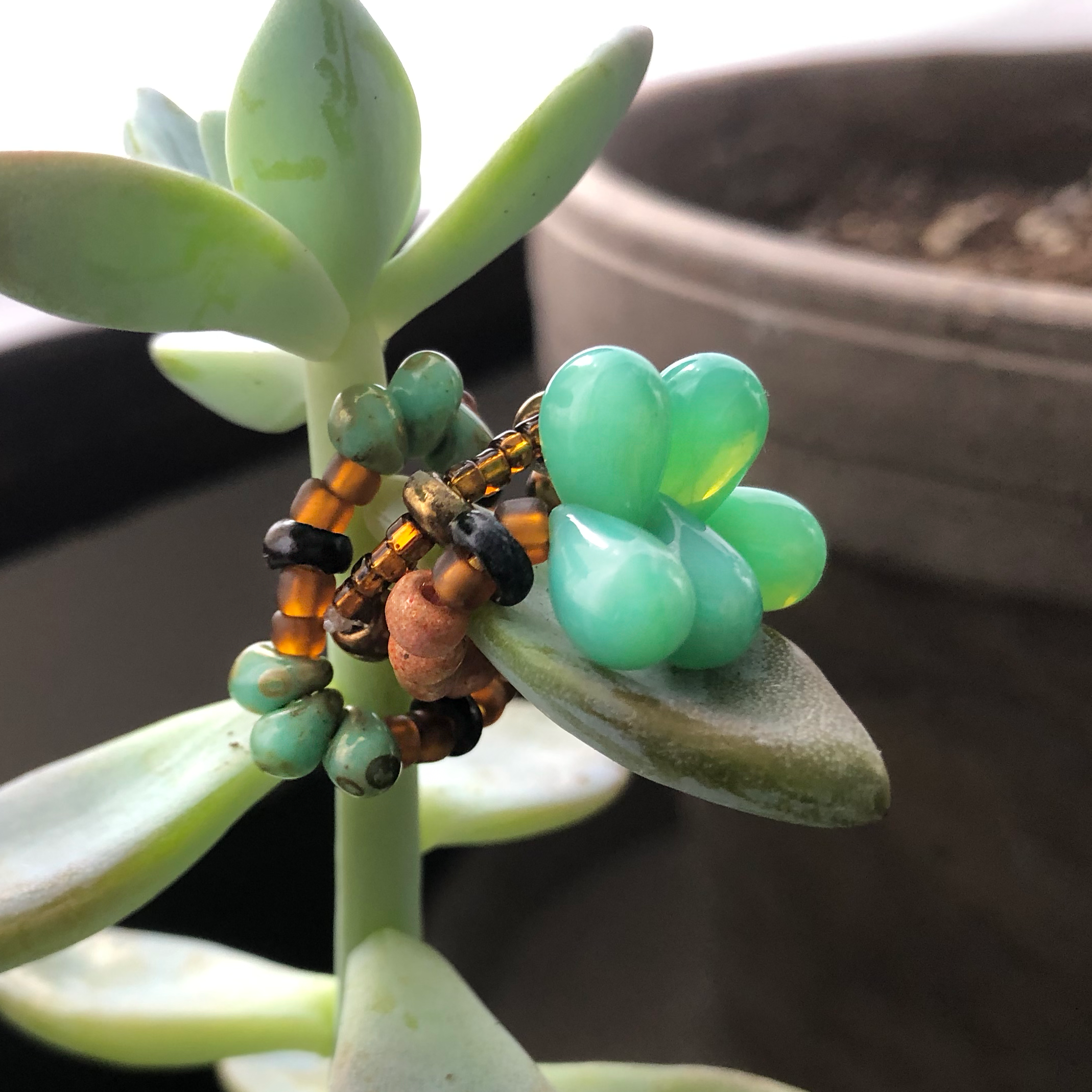 SucculentBraceletsOnPlant.png