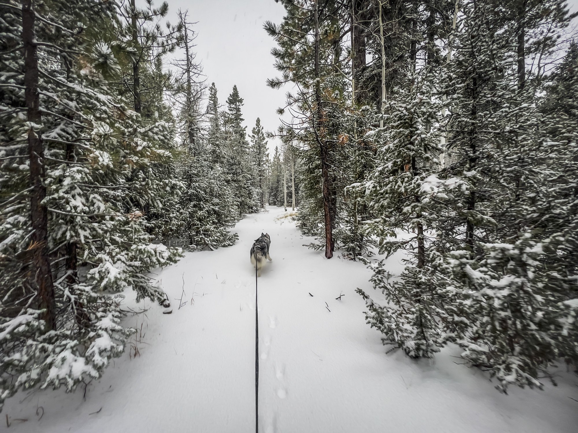  Dasher pacing me through the blizzard 