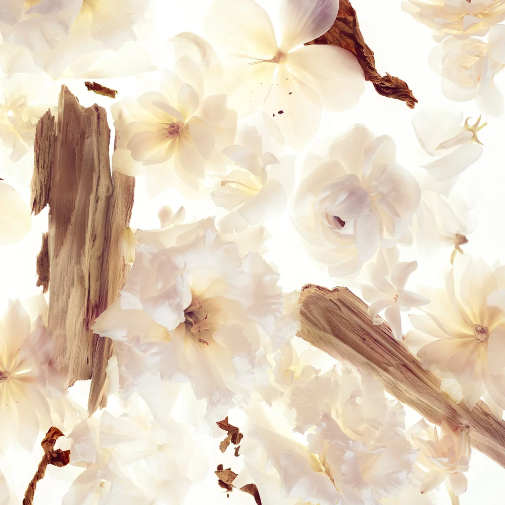 STILL LIFE & MOVING IMAGE ARCHIVE, image 78