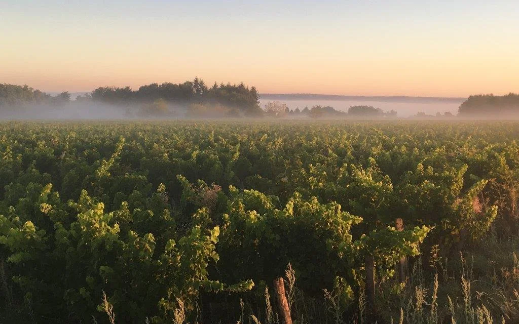 Fresh Southampton Suds, Loire Legends, Web Wonders &amp; Mega Manager Picks!