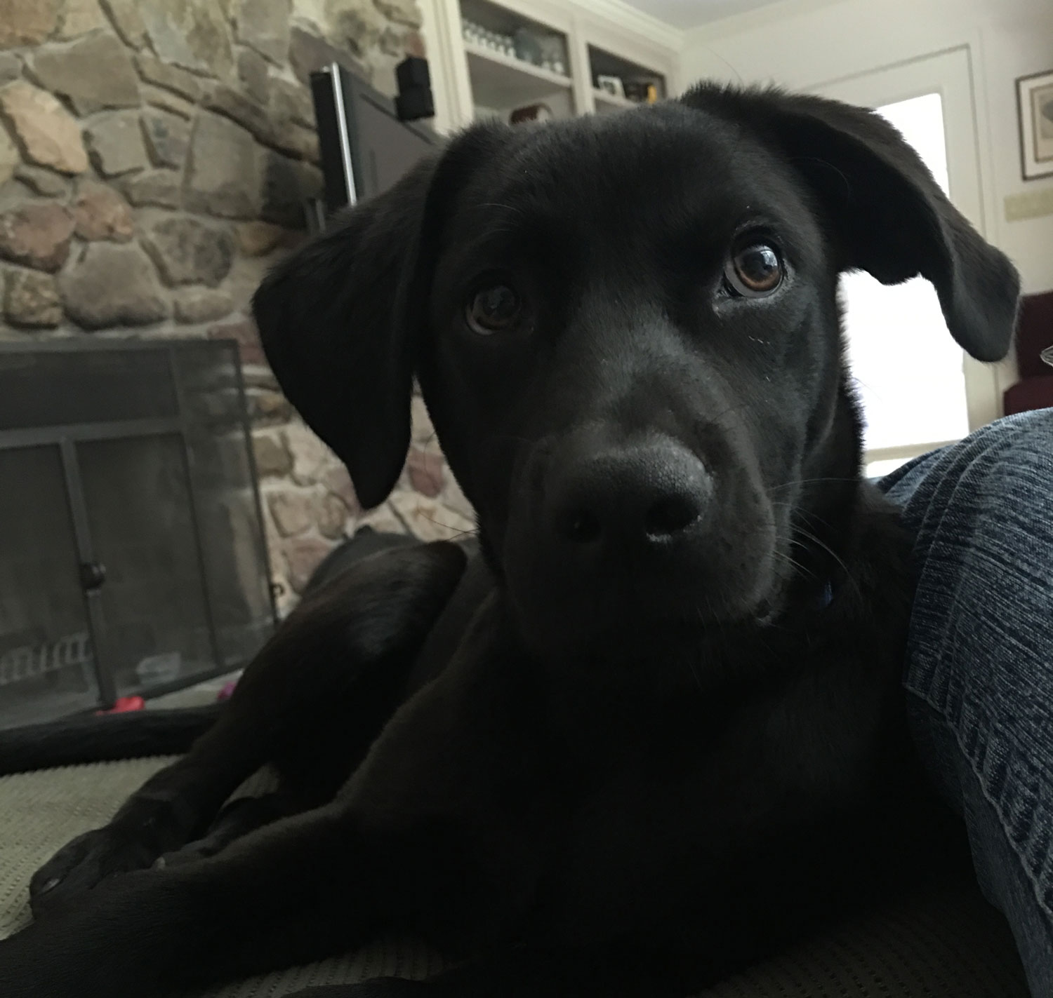Dizzy, a rescue Lab mix & therapy dog