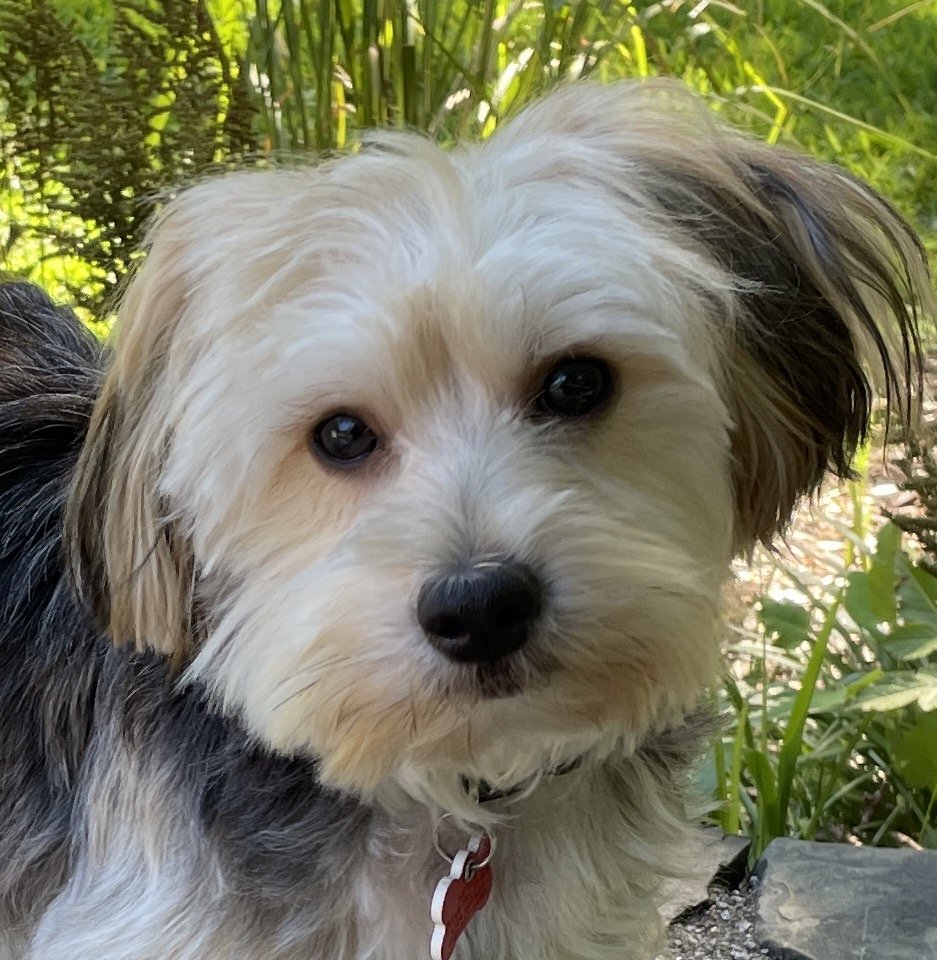 Herbie, a rescue Yorkie