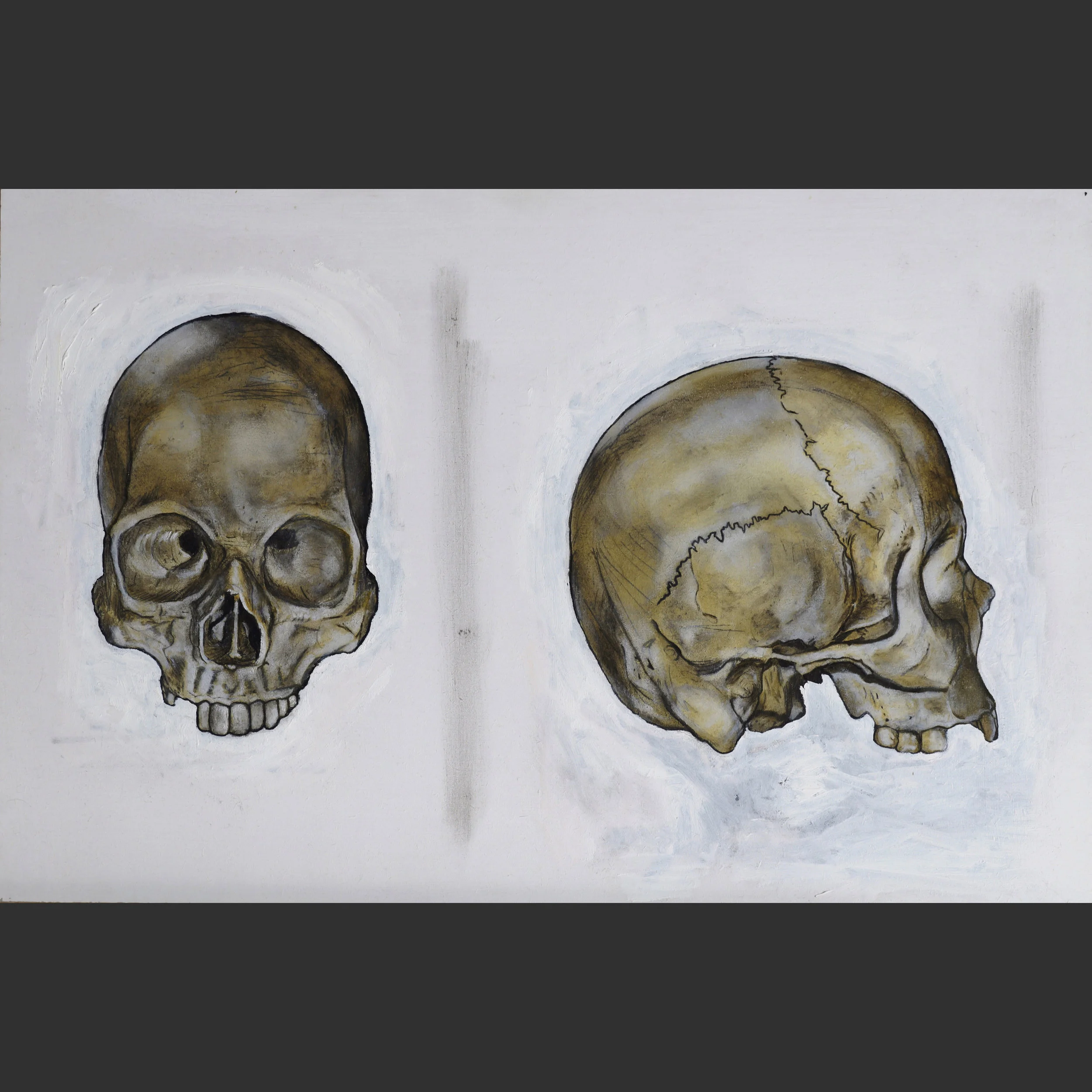 Human skull study (front and side view)