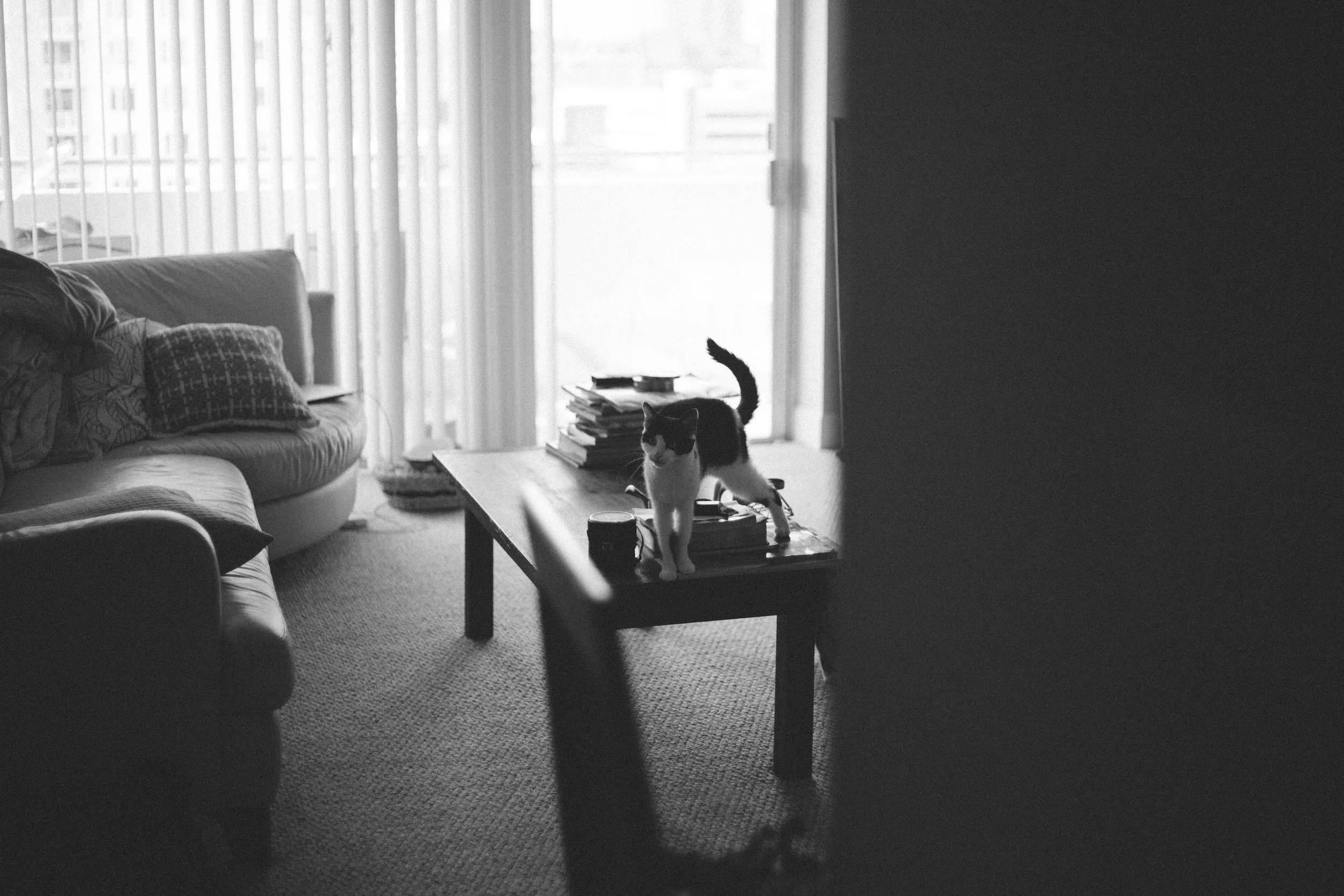 my cat sophie. she had a really cool pose but it was over by the time i took the photo. 