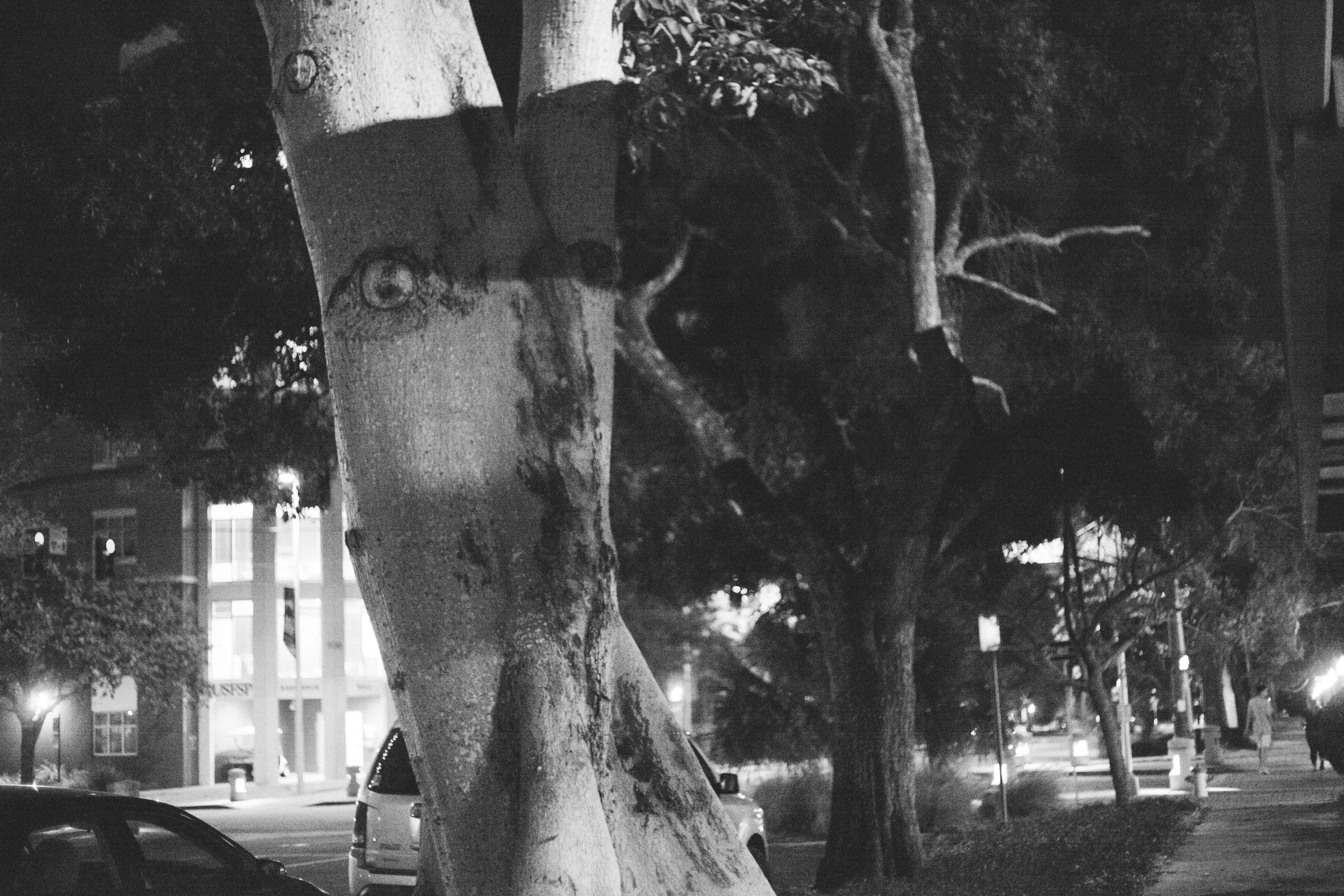 maybe you can see it here, but this tree has a face. and maybe you cant see it here but this tree has seed pods the size of friggin avocados and when the pods open which is literally like 1000 of them in a matter of 3 days, they release these big balls of what looks like fuzzy cotton balls. The fuzzy cotton balls get soggy and end up all mushy and gross along the curb mixed with the seed pods and leaves and dirt. But also if its windy youll see cotton balls flying all over the st pete sky and its kind of a beautiful thing to experience. Thank you Mr tree for your beautiful flying cotton moments. Until next year...