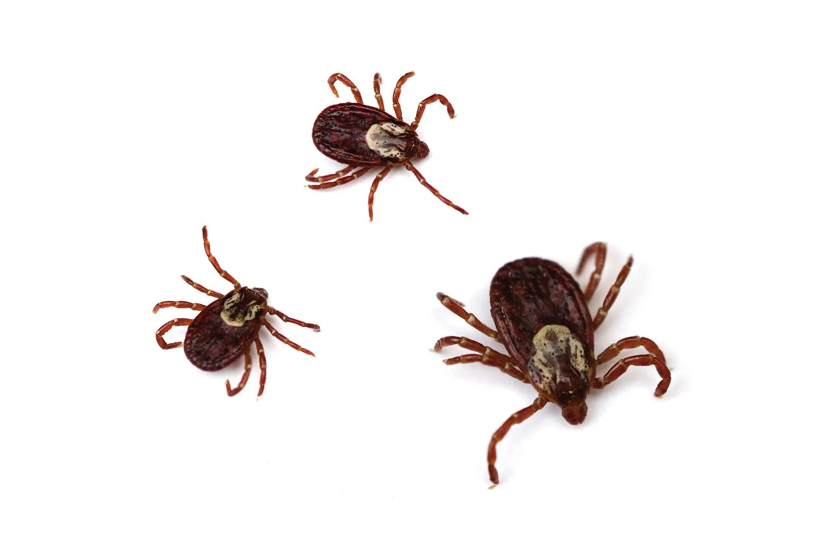 ticks.jpg