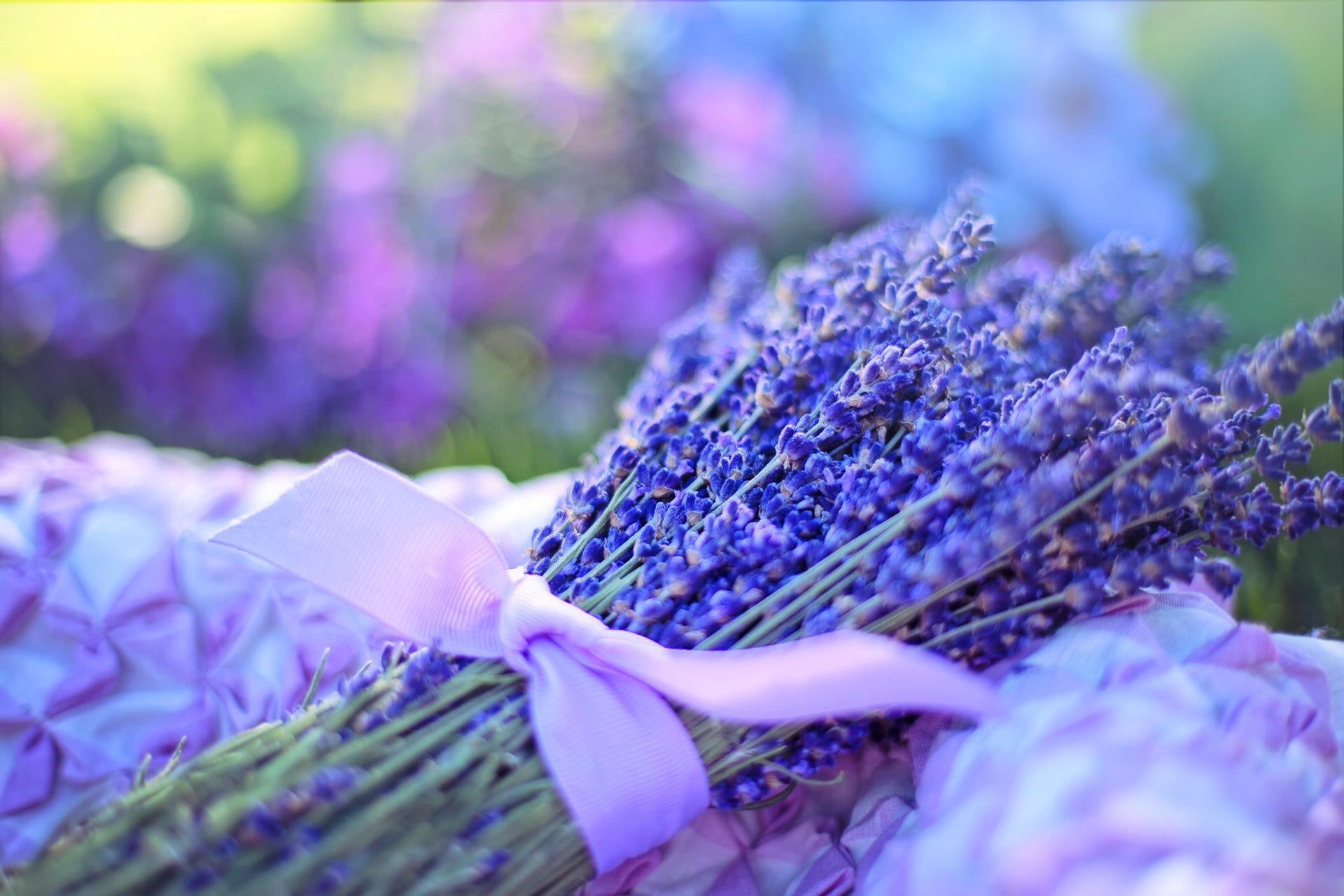 Live Lavender plants — Van Gogh Lavender