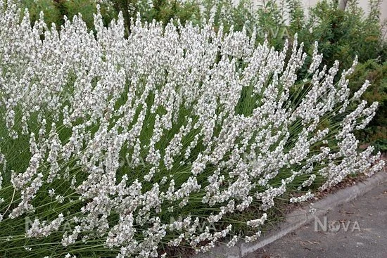 Live Plant White Lavender Intermedia 'Edelweiss'  Van Gogh Lavender