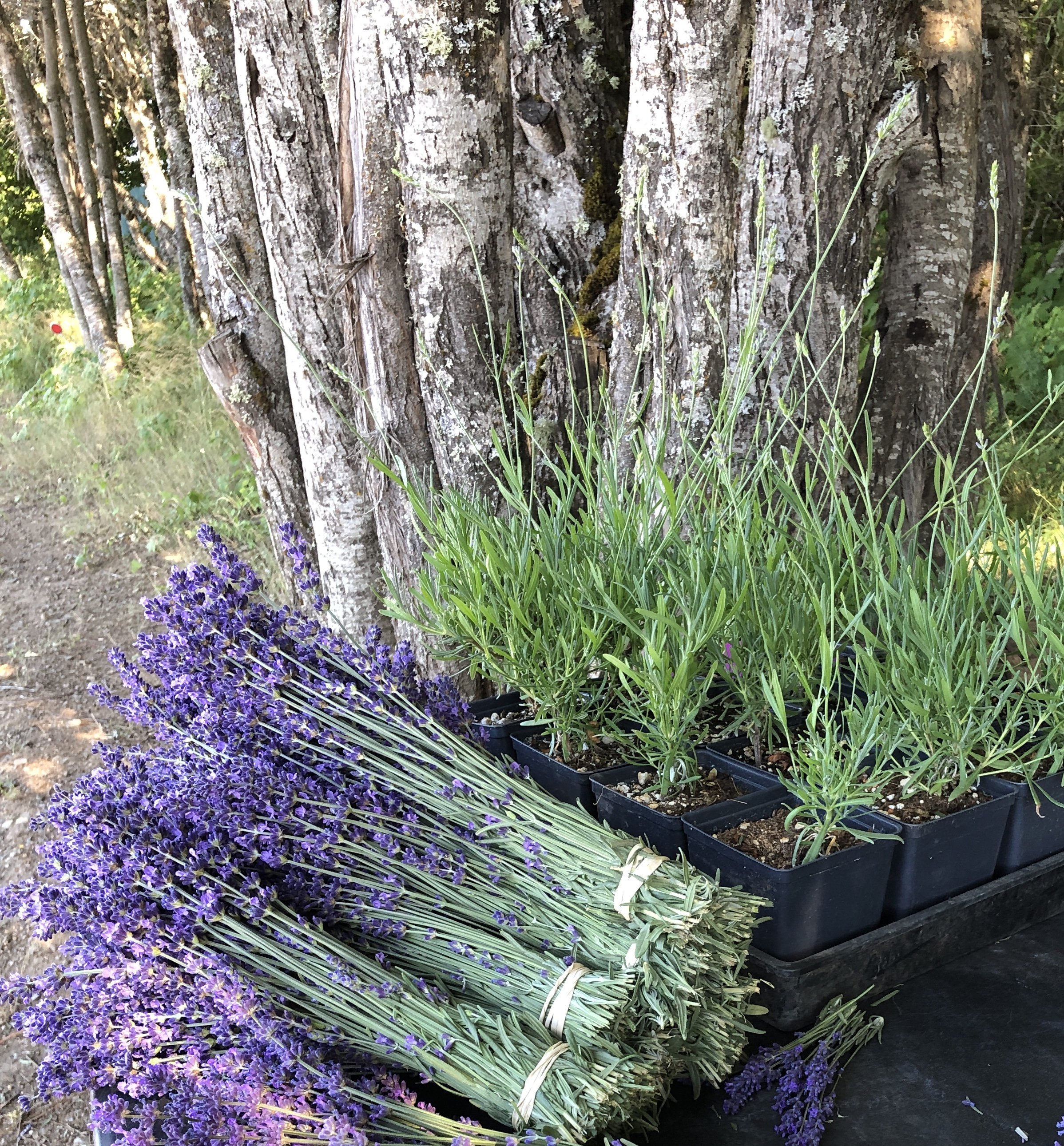 CULTIVARS OF LAVENDER — Van Gogh Lavender