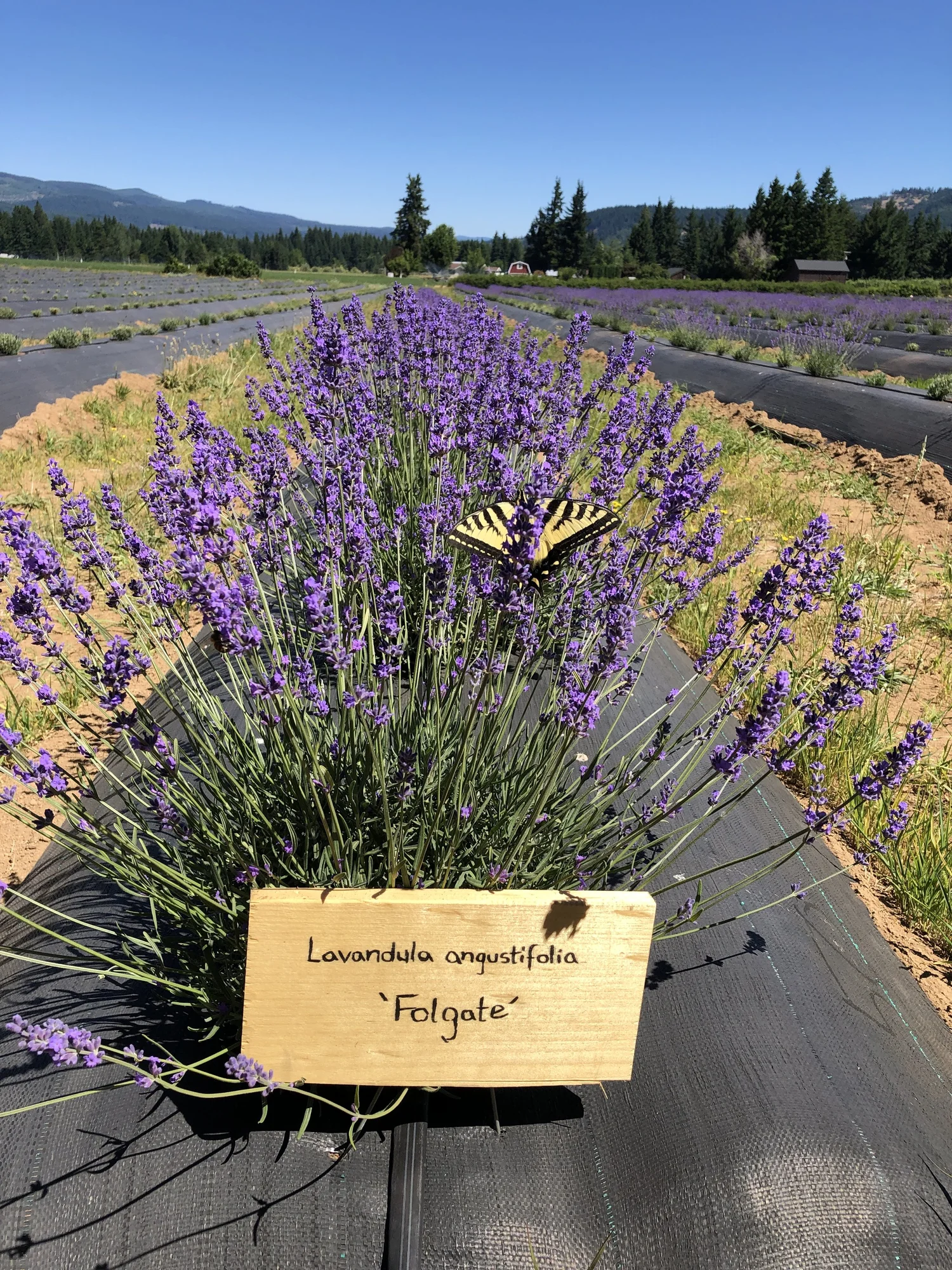 CULTIVARS OF LAVENDER | Discover Top Lavender Cultivars Today — Van ...