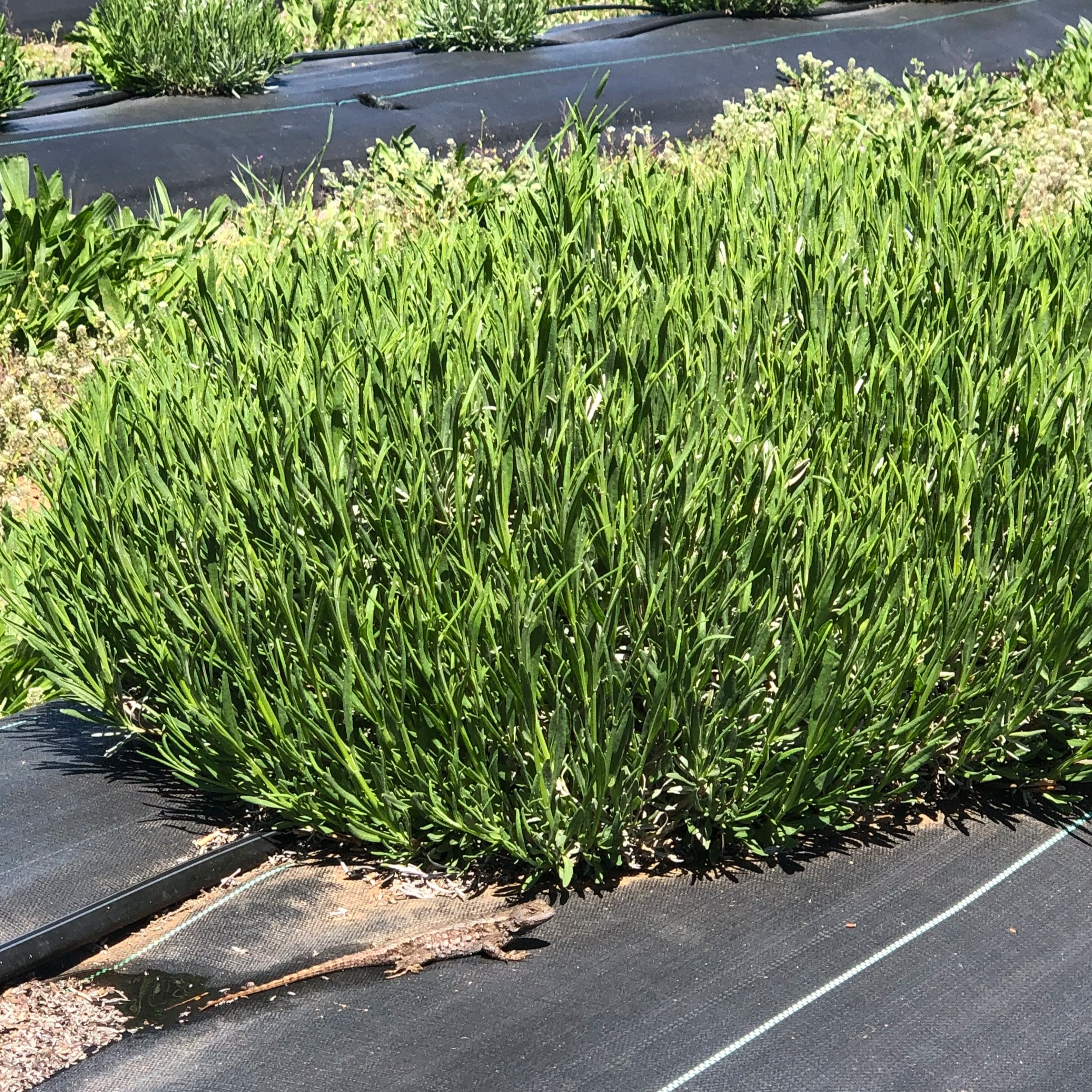 LAVENDER WITH SECTION OF DIEBACK
