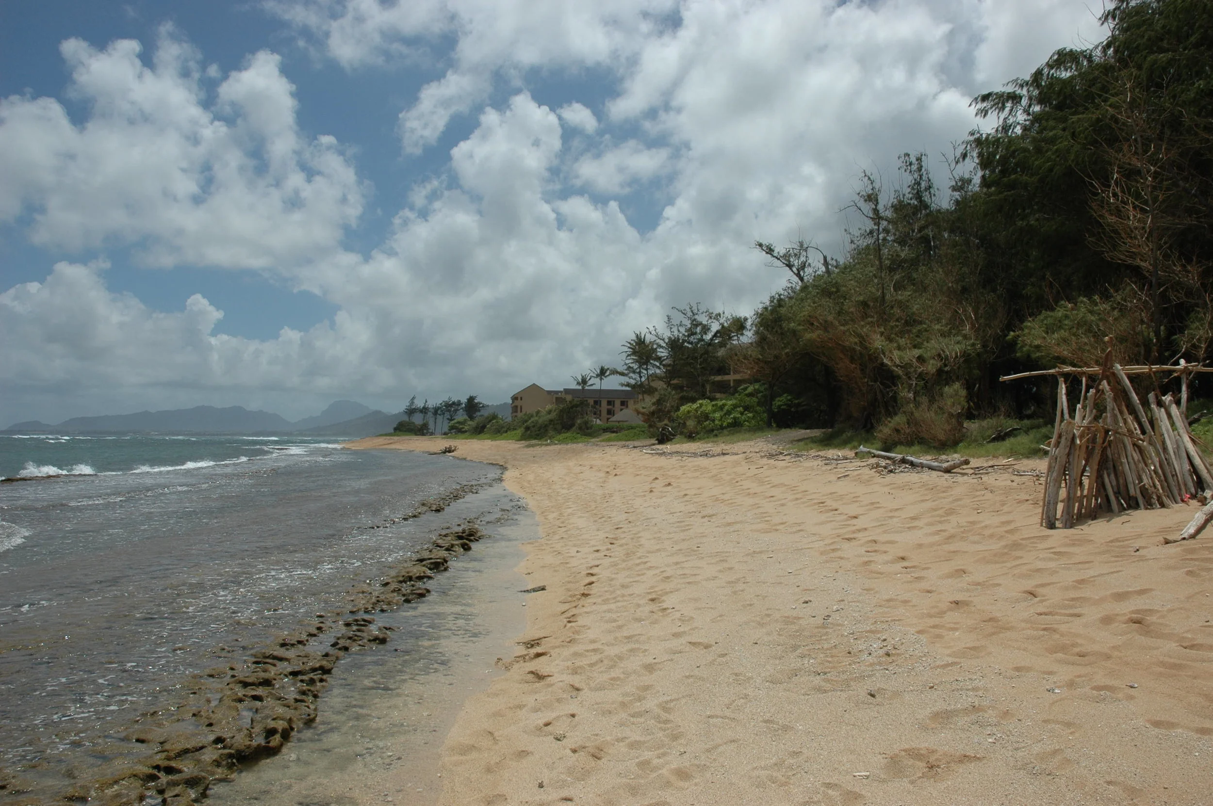 Coconut Plantation