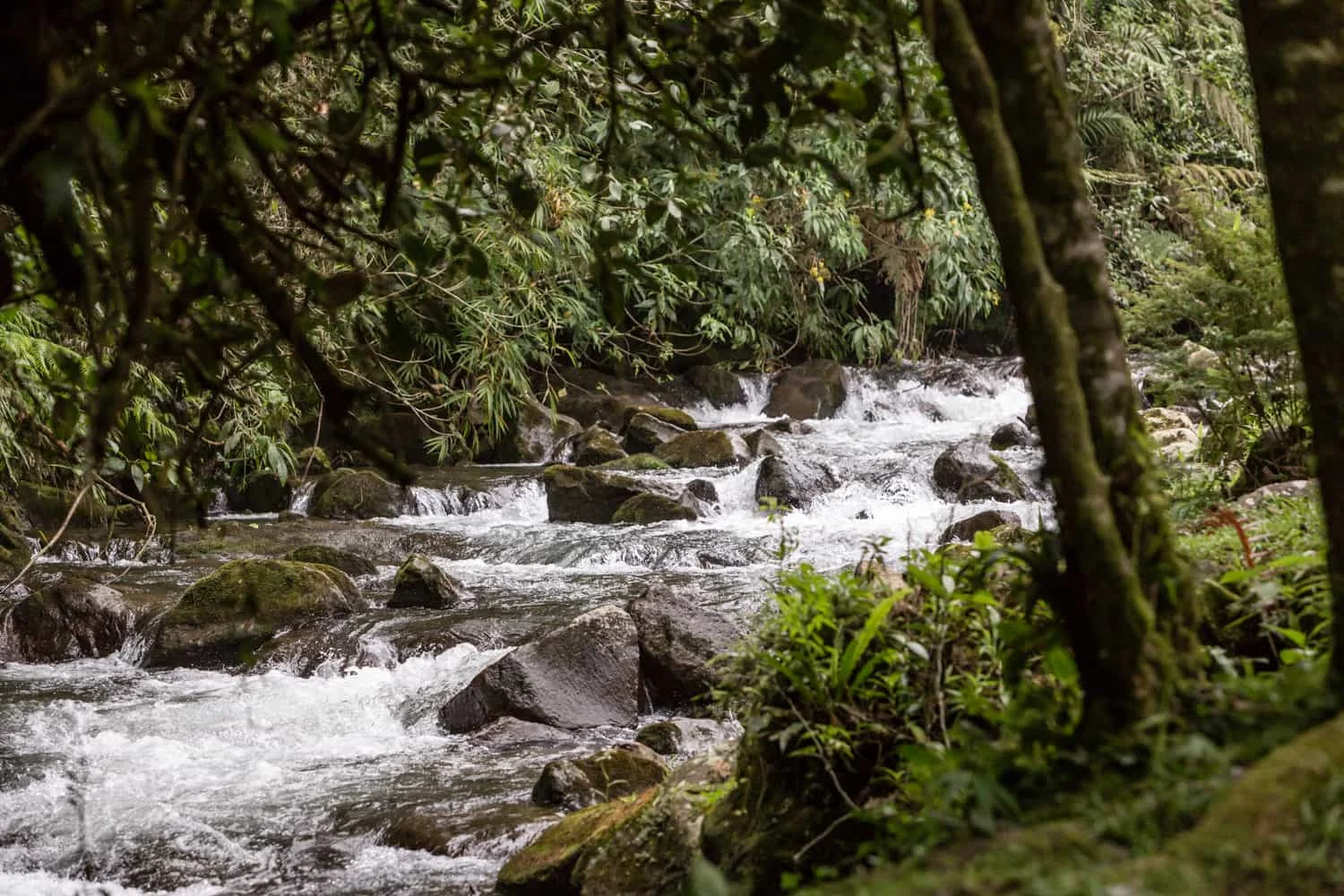 River in cloud forest behind guest Reception Building at El Silencio Lodge & Spa in Bajos del toro.