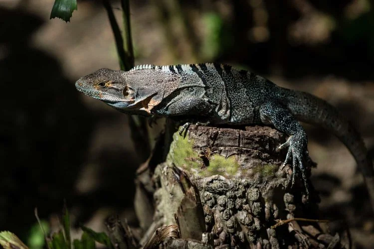 A small iguana sunning itself just outside a guest room at a popular beach wedding venue in Costa Rica.
