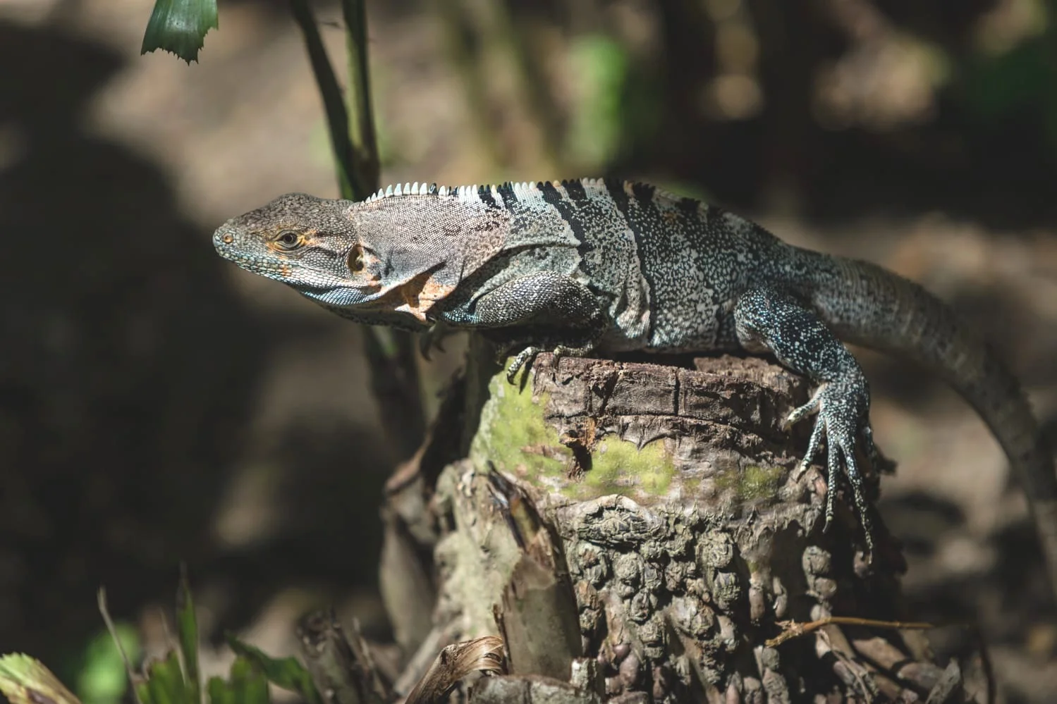 While at Bahia del Sol Hotel in Potrero, Guanacaste, we happened upon this small iguana taking in a bit of sun in their lush tropical garden.