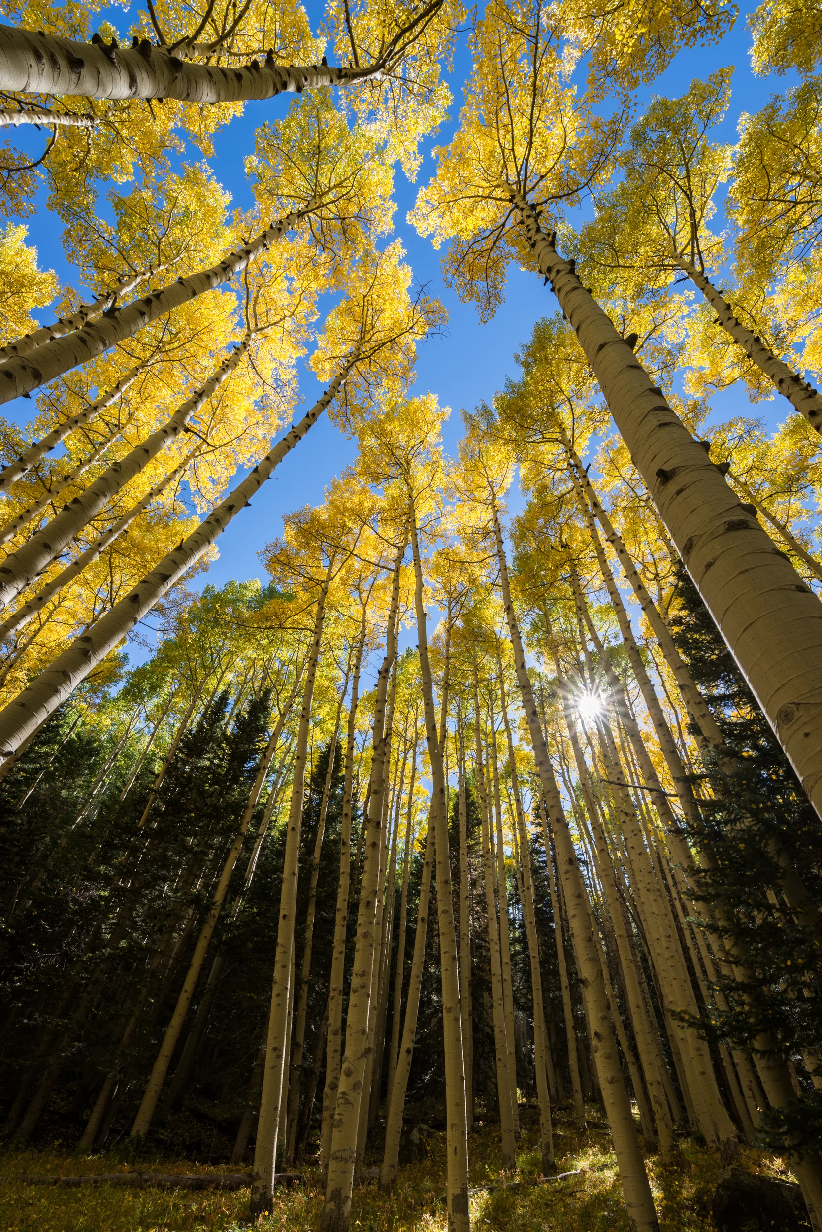 Inner Basin Fall 2016-3.jpg