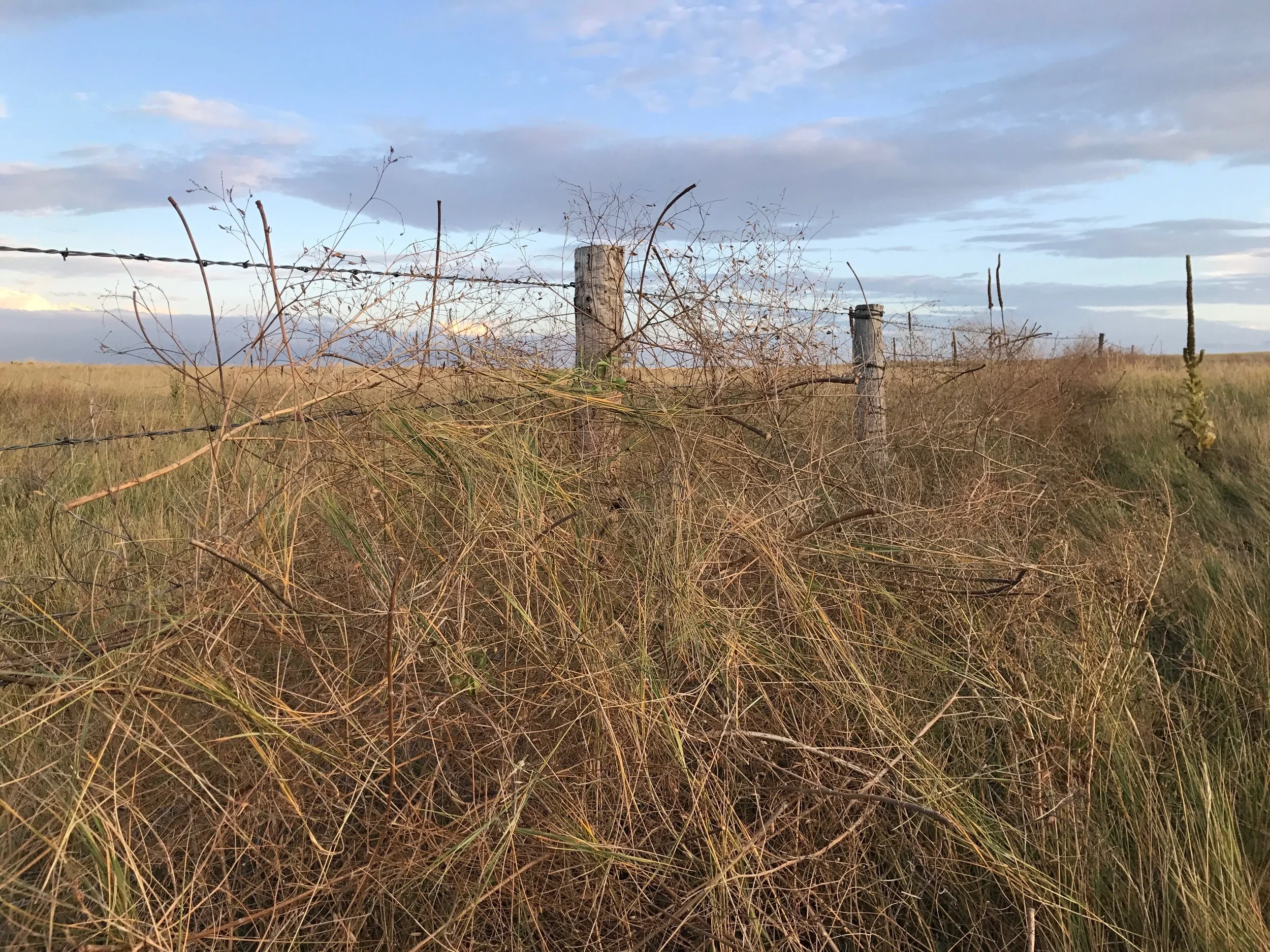A makeshift blind out of tumbleweed!
