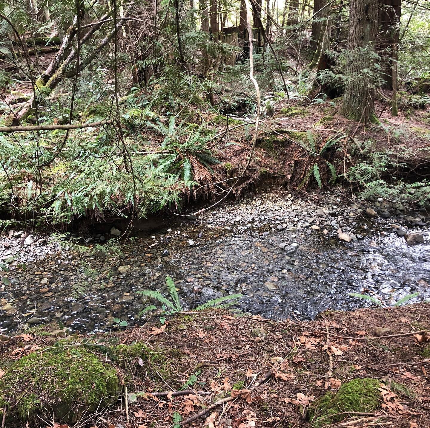 #exploring #trailblazing #naturetherapy🌿#nanaimobc #vancouverisland #springiscoming #sunshine🌞