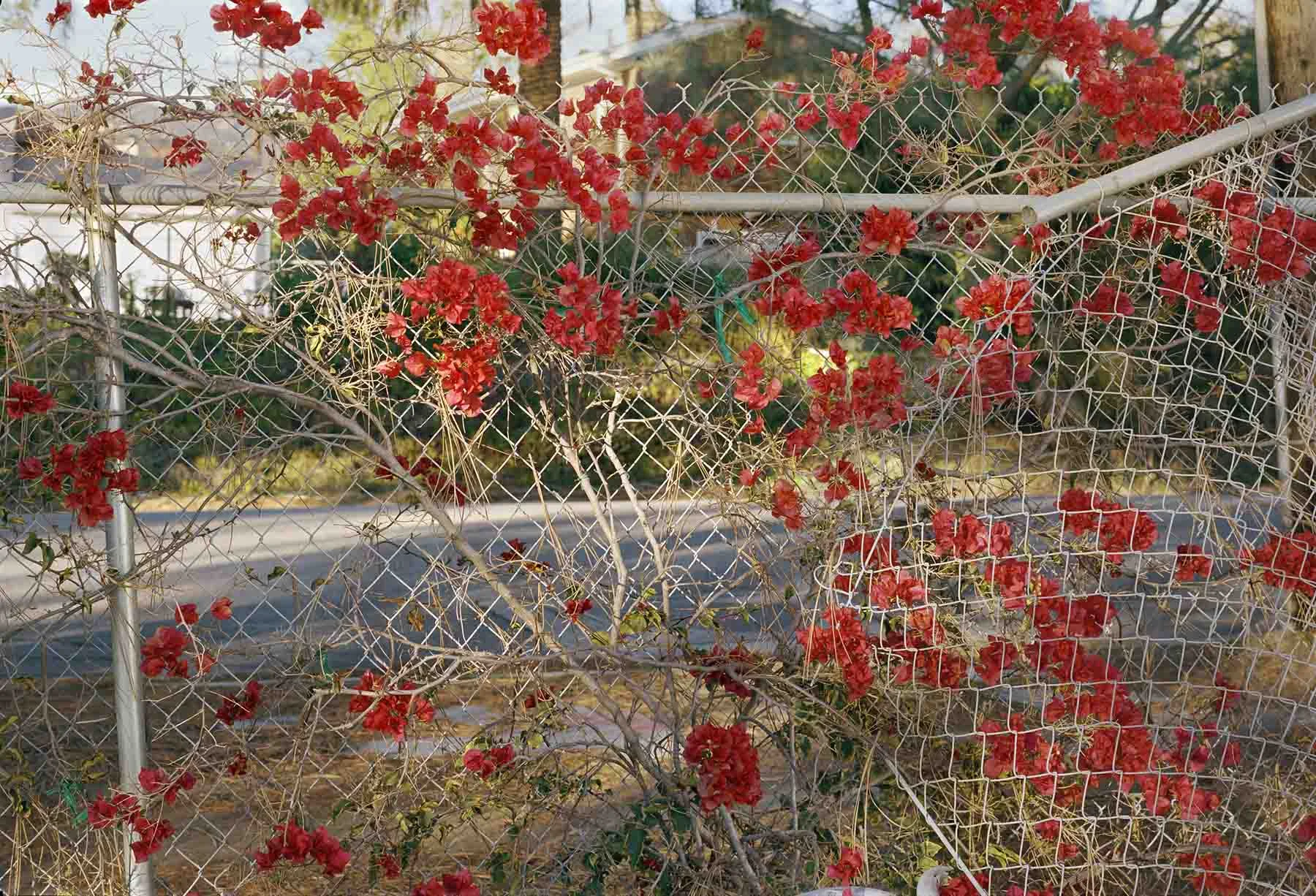 “LA Flowers, “ 2014 30 x 46 inches Digital c-print From an edition of 5 + 2 AP