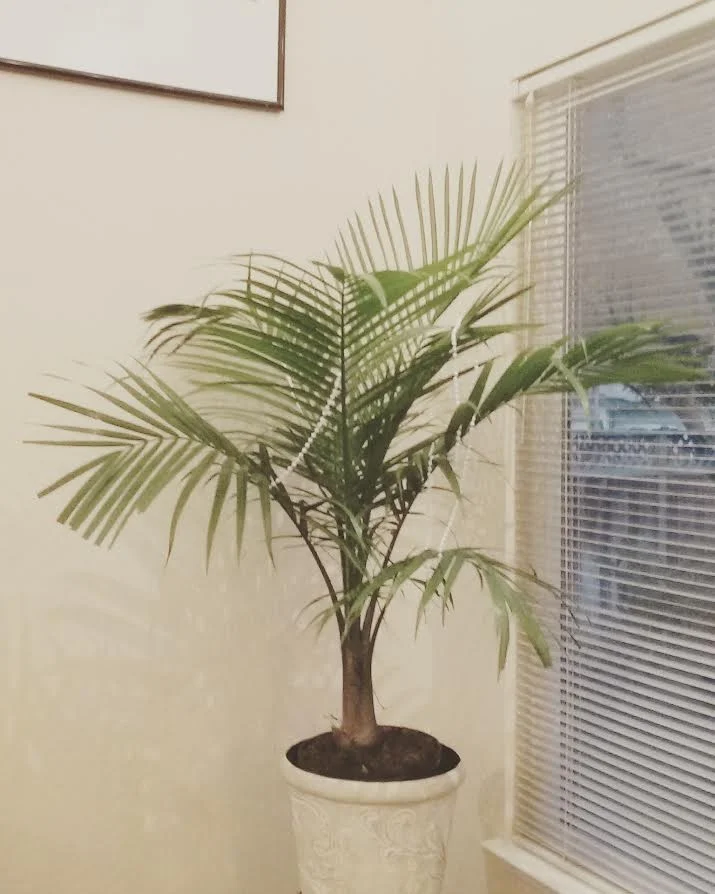 Palm Tree