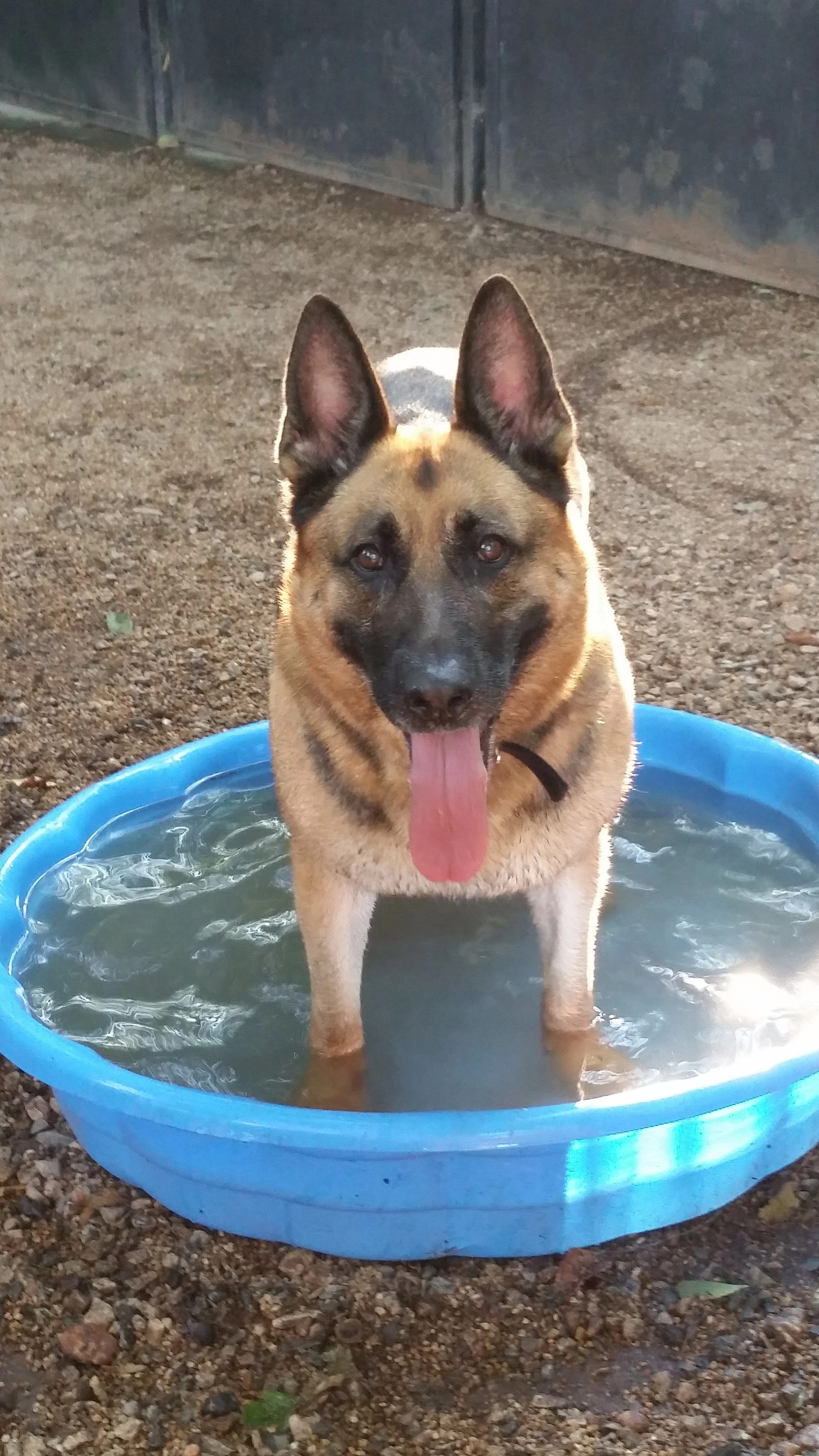 Dog Boarding — HiC Farms and Kennels