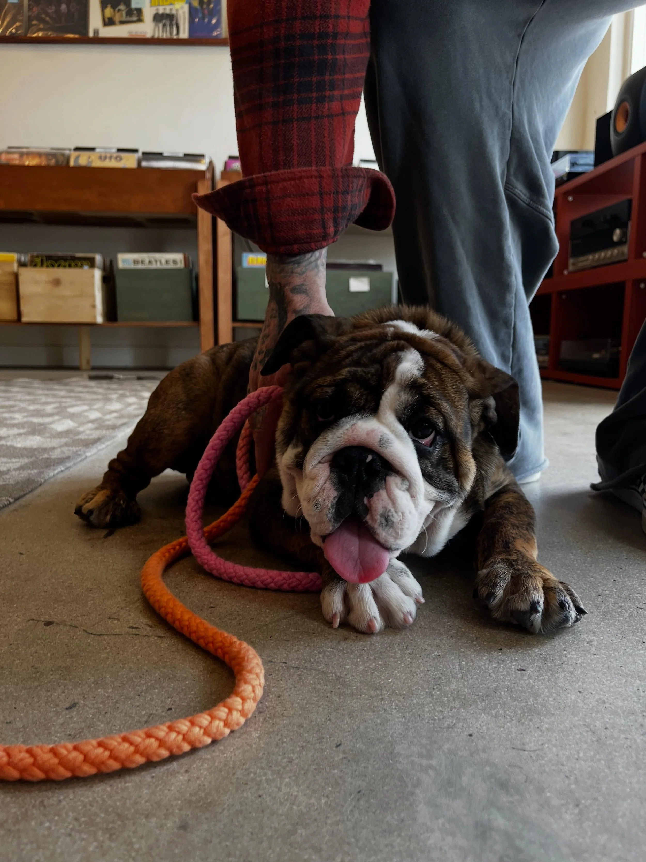 New arrival, this bundle of love! Daisy.