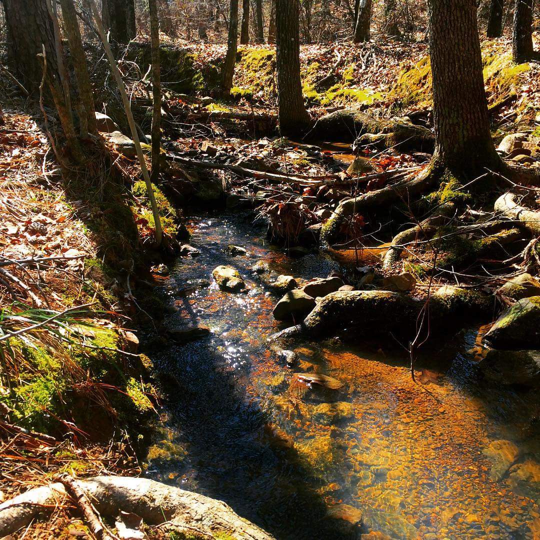 Great Arkansas Clean Up