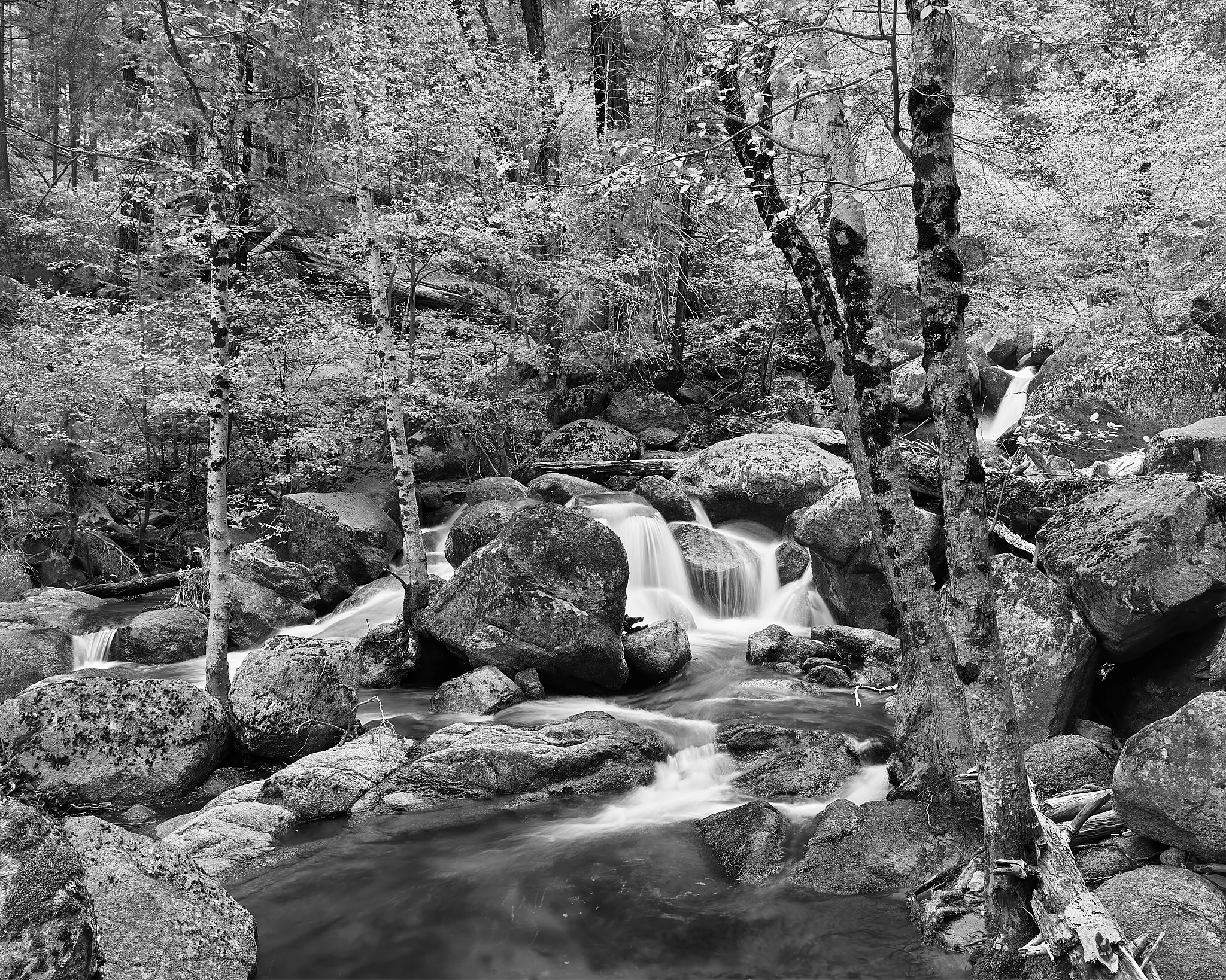 Cascade Forest