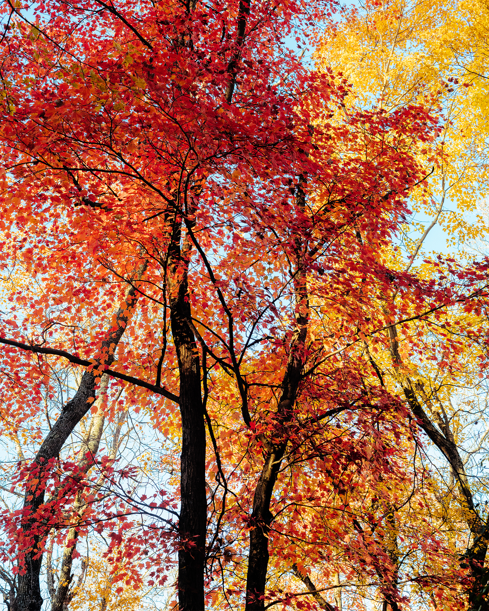 Painted Trees