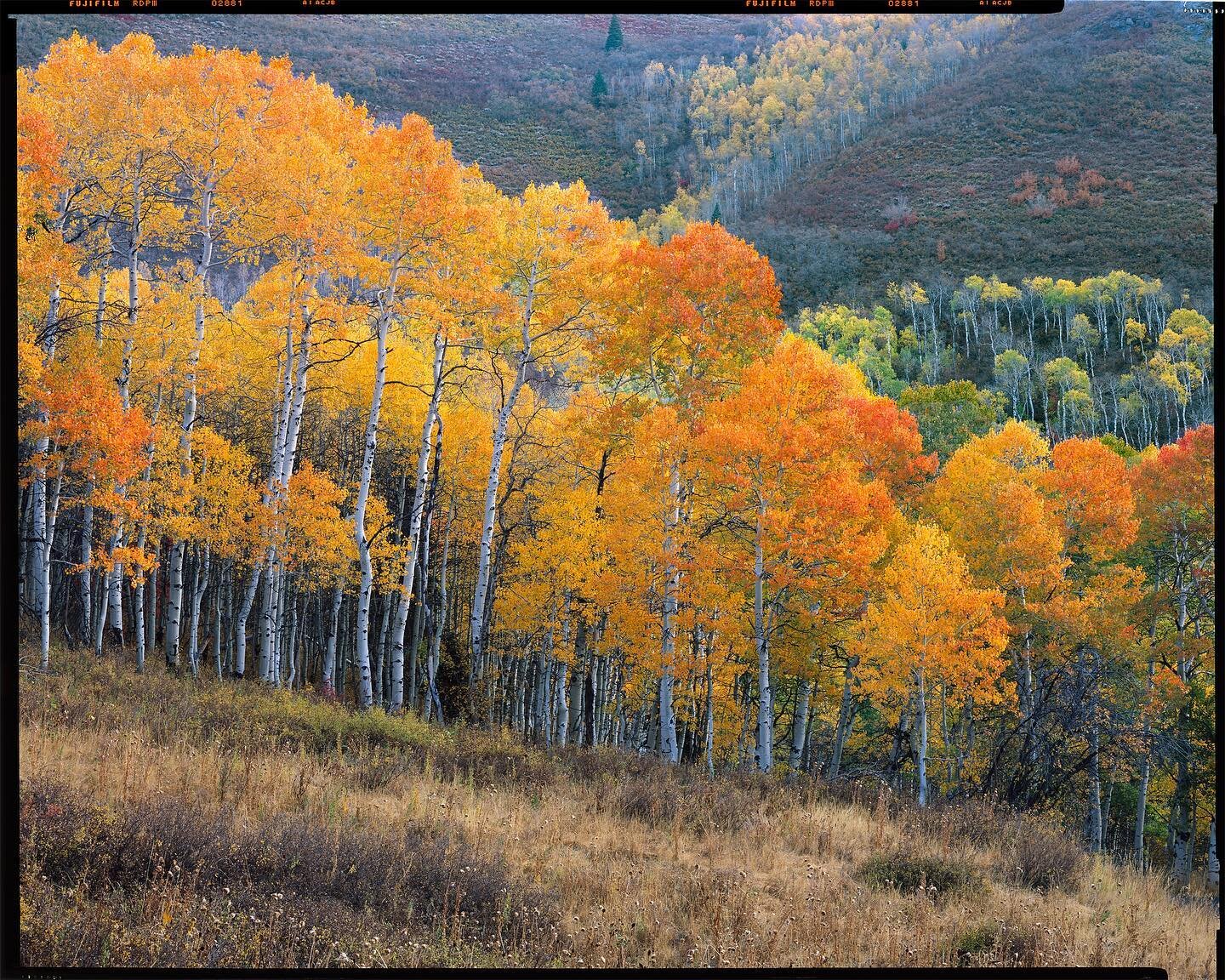 I took this photo on one of the mornings in Uinta-Wasatch National Forest in mid October. On my first visit in the first week of October I could not find any worthy composition and was rather disappointed with the color. Usually, the first week of Oc