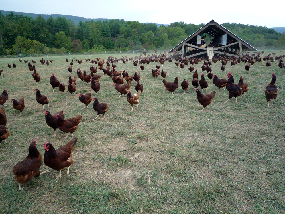 The Eggmobile and a flock of chickens at Polyface Farms, a stalwart advocate for biodiversity in farming. 