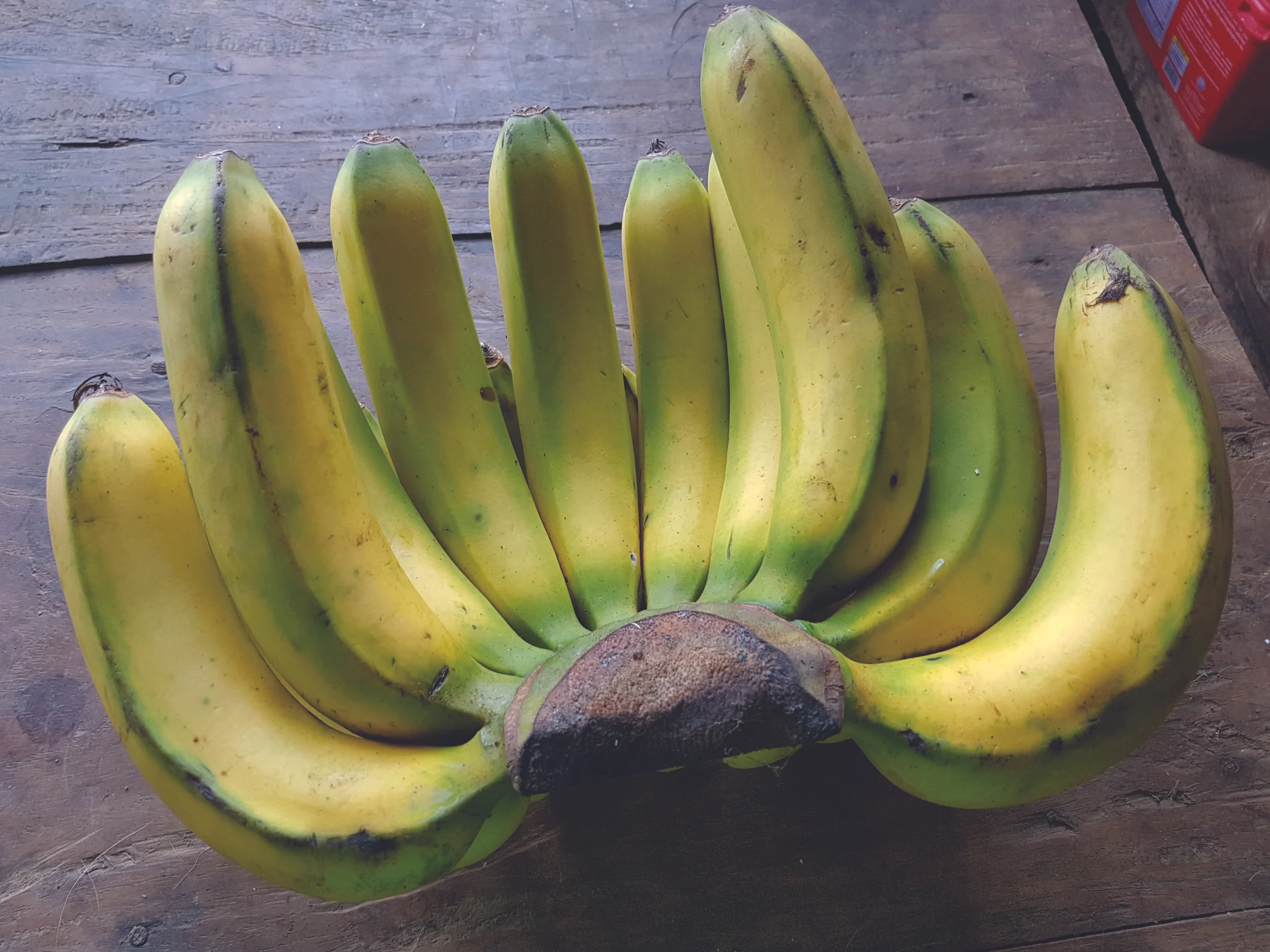 Lakatan_bananas,_Philippines.jpg