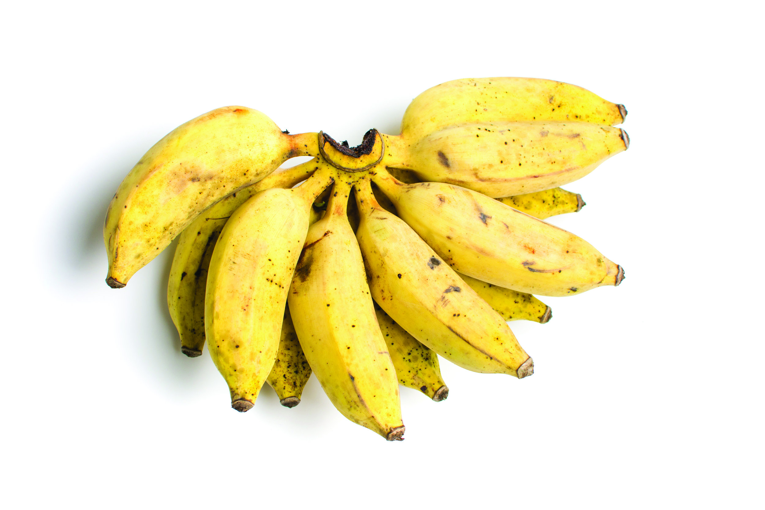 Банан маленький тропический. Банан кластер. Банан Кавендиш белые листья. Панамская болезнь бананов. Свит банана