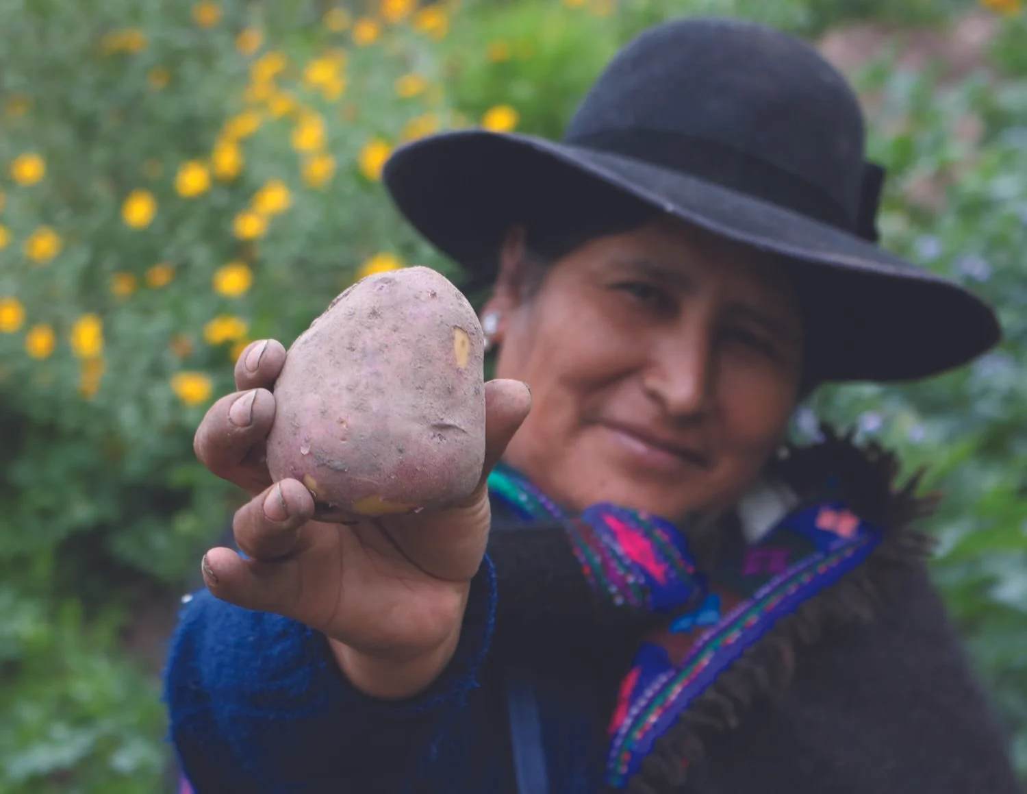 The Kawsay Potato : A Peruvian farmer holding the Kawsay potato, a late blight resistant, experimental cultivar (Photo: International Potato Center)