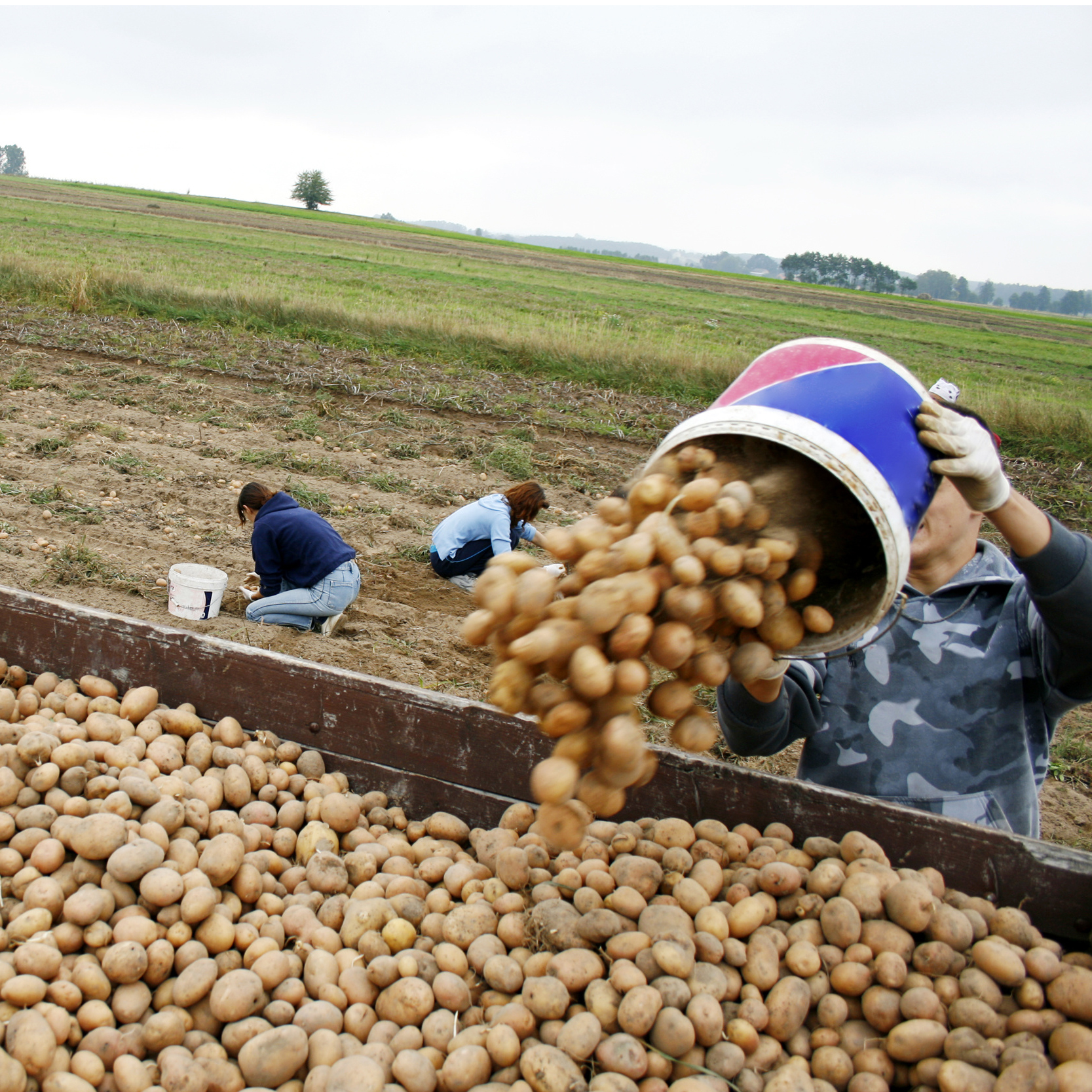 russetPotato.jpeg