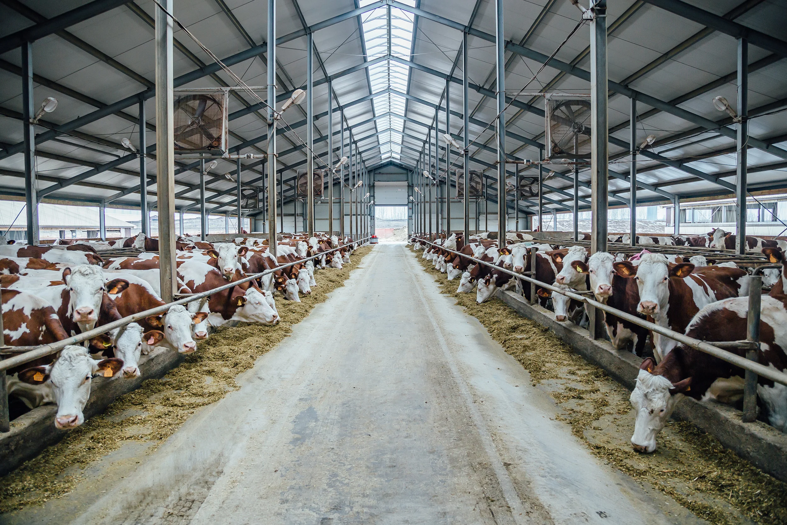 #1 Animal: Beef + Milk . 725MM Metric Tons